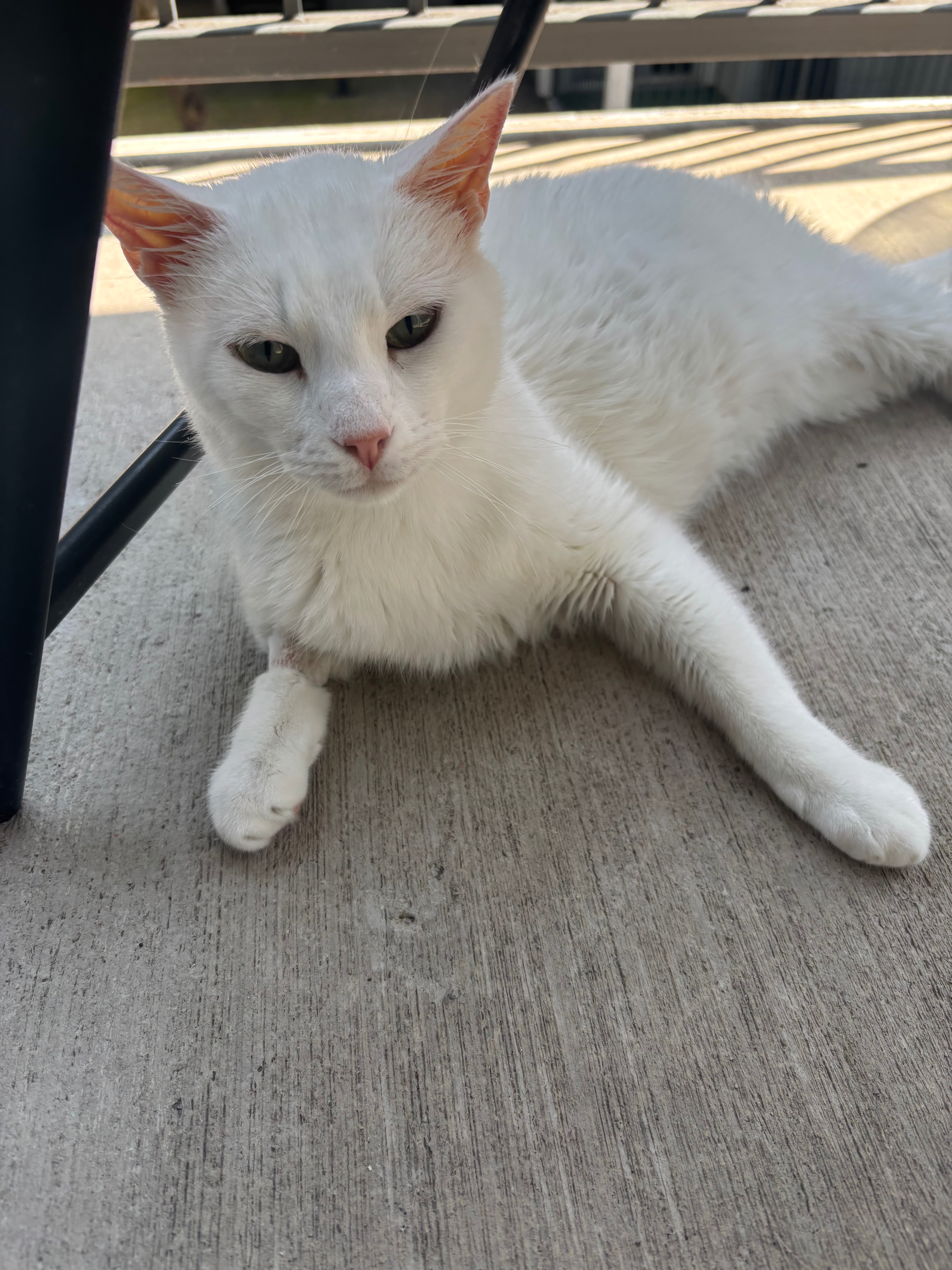 Help Goose beat FIP (Feline Infectious Peritonitis) campaign photo, 6 of 8