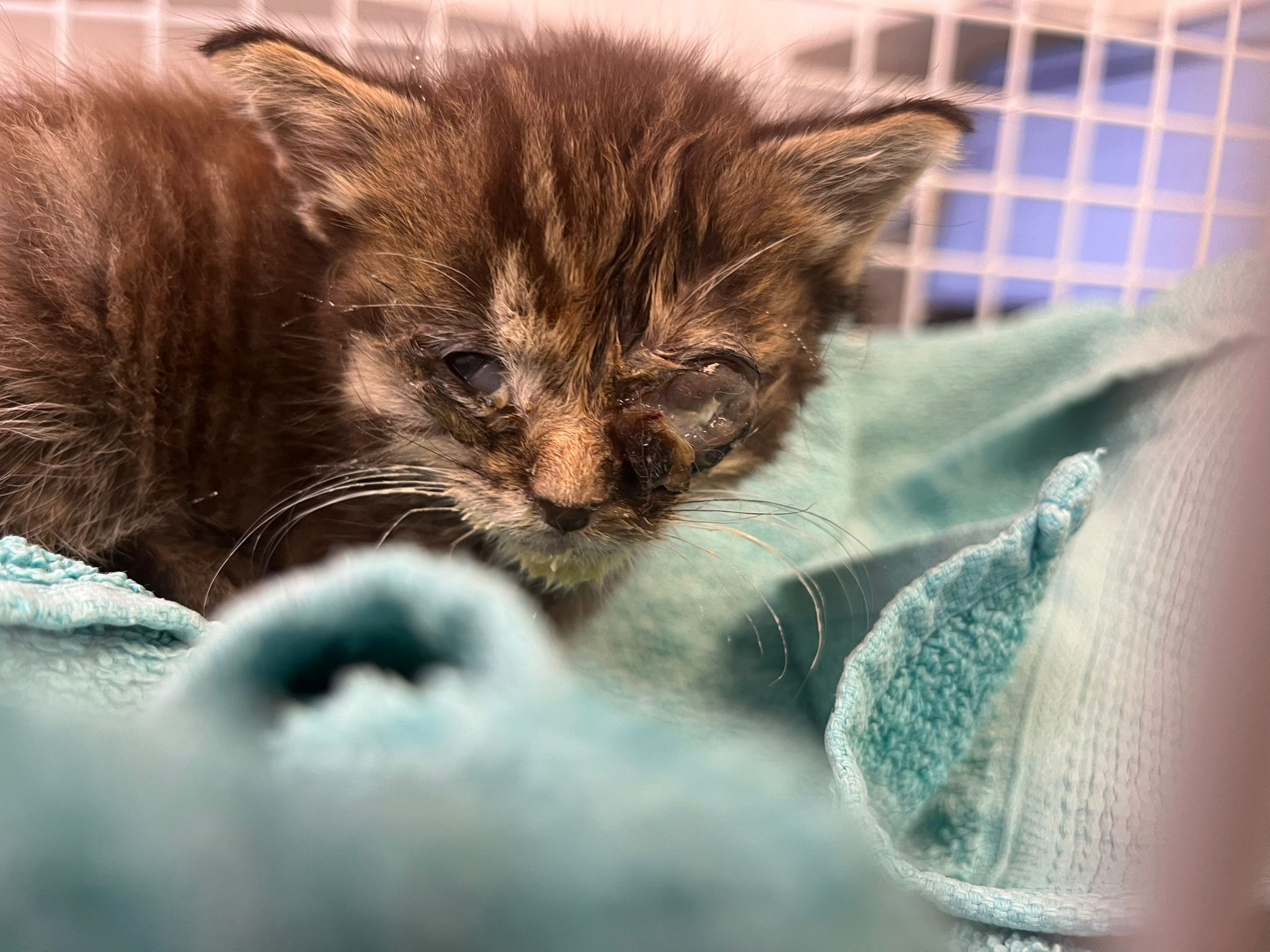 Help Sunshine - 3 week old kitten dumped in extreme heat! campaign photo, 5 of 6