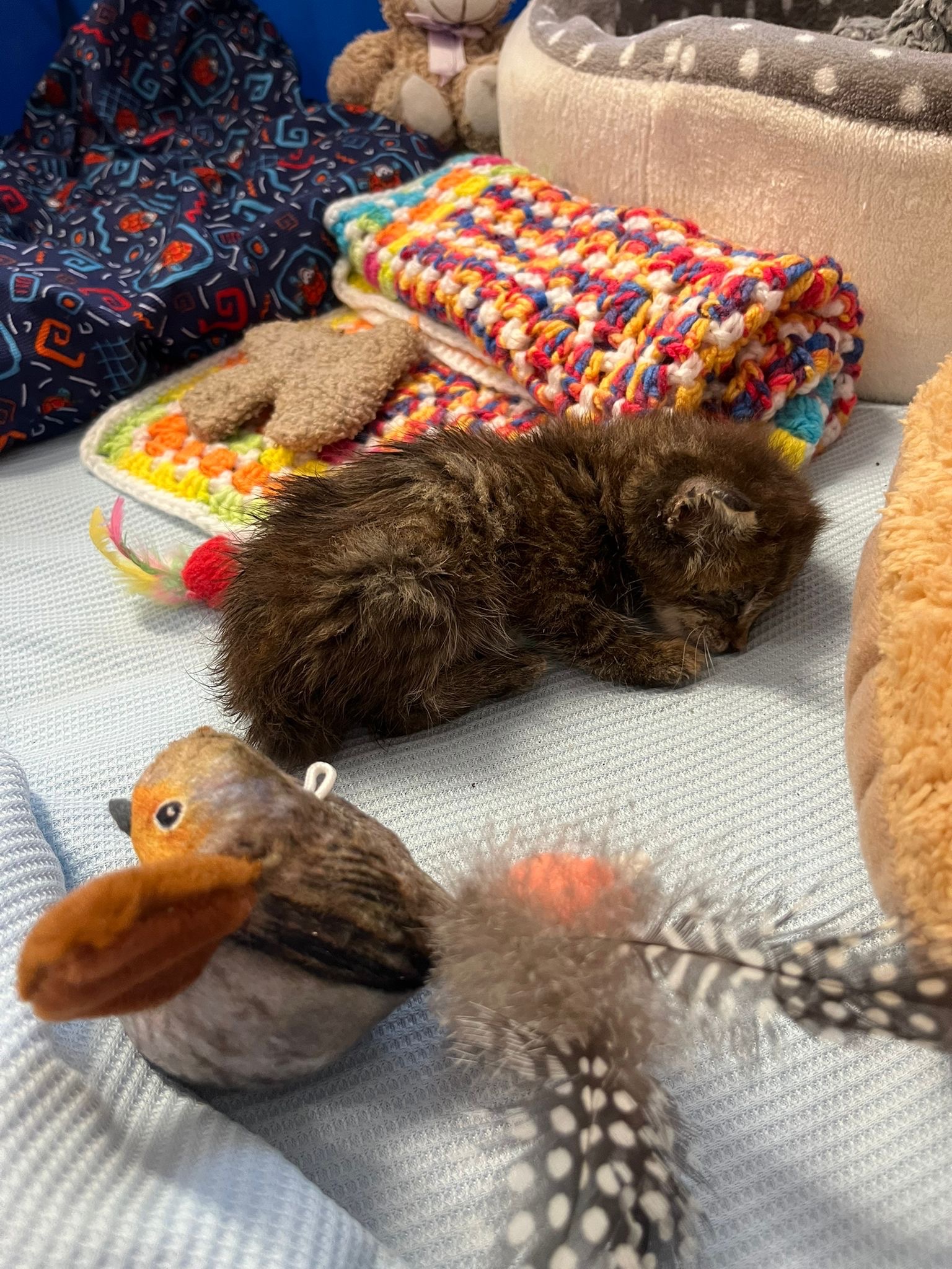 Help Sunshine - 3 week old kitten dumped in extreme heat! campaign photo, 4 of 6