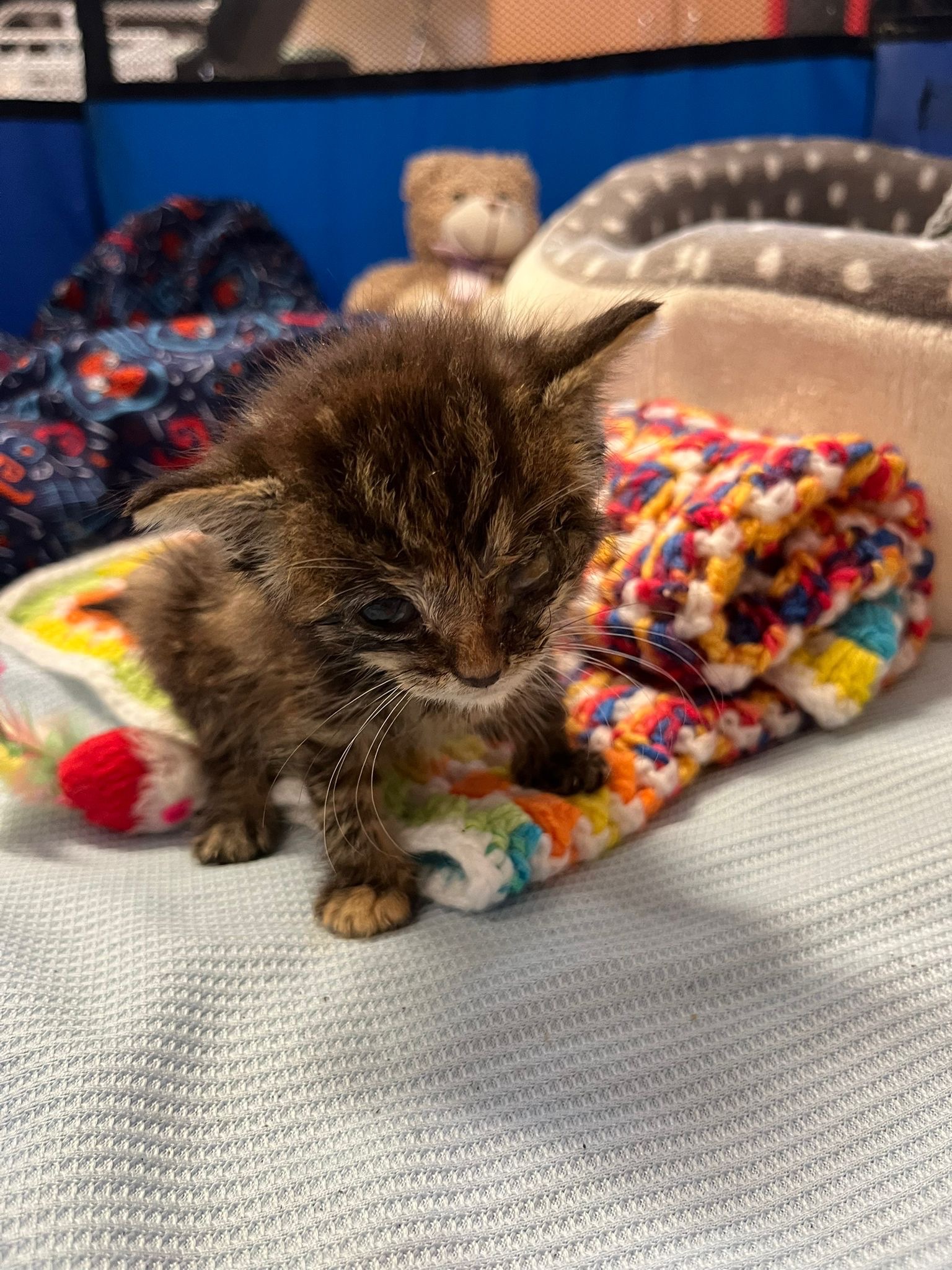 Help Sunshine - 3 week old kitten dumped in extreme heat! campaign photo, 2 of 6
