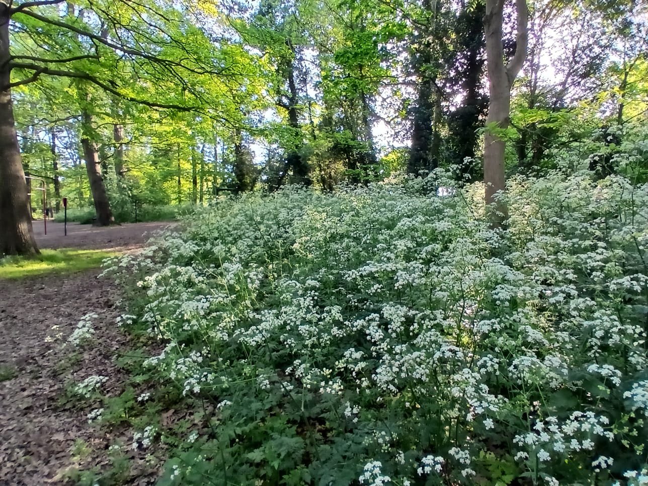 STOP GO APE!! SAVE OUR WOODLAND IN DANSON PARK campaign photo, 2 of 8