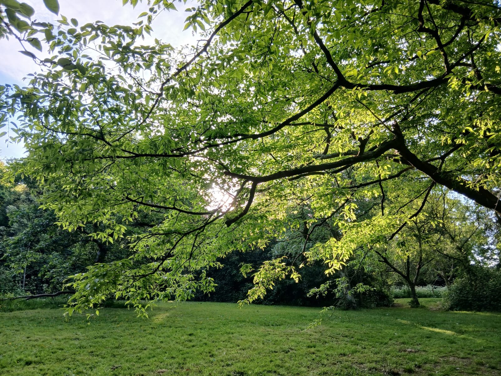 STOP GO APE!! SAVE OUR WOODLAND IN DANSON PARK campaign photo, 5 of 8