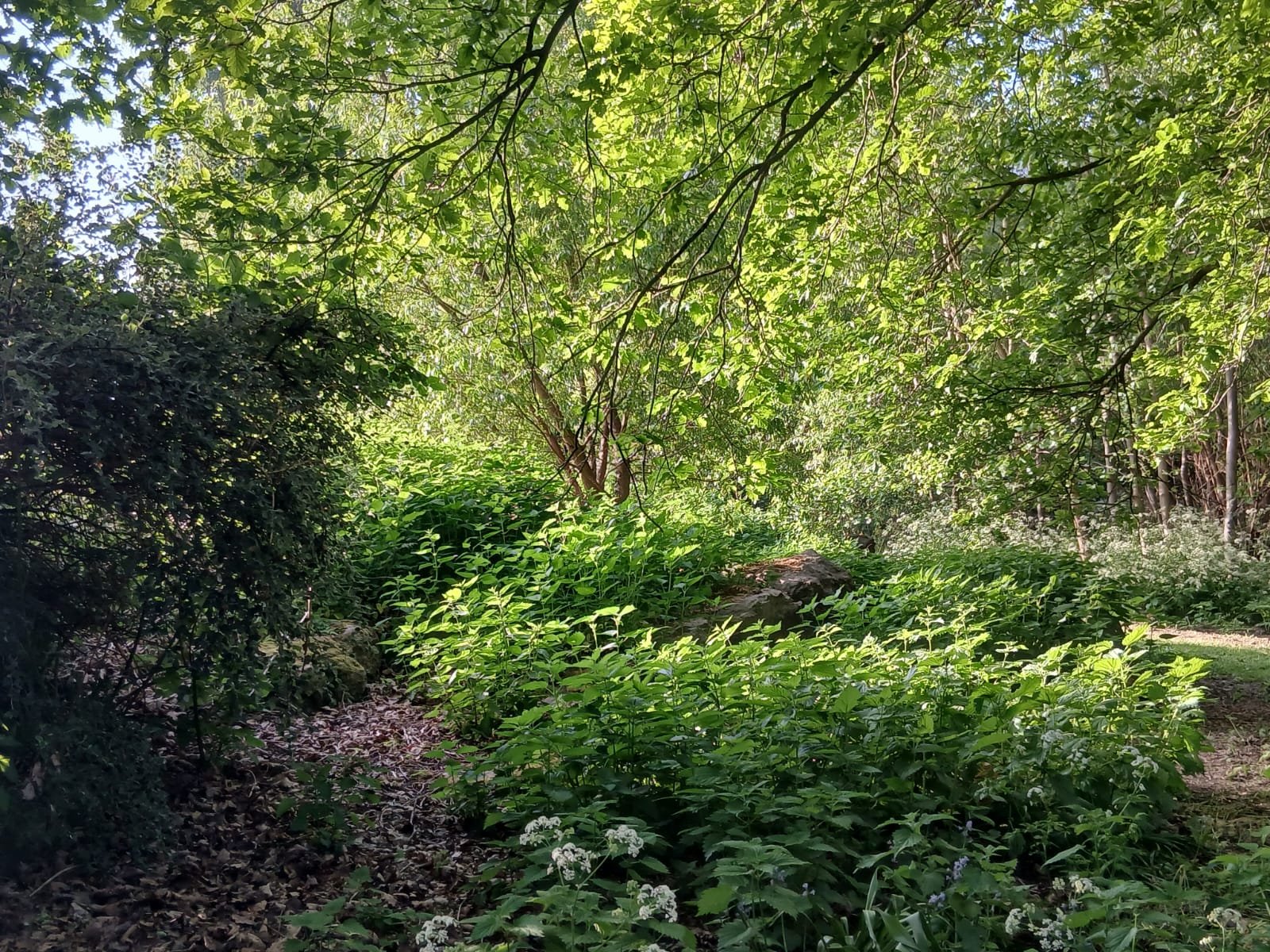 STOP GO APE!! SAVE OUR WOODLAND IN DANSON PARK campaign photo, 6 of 8