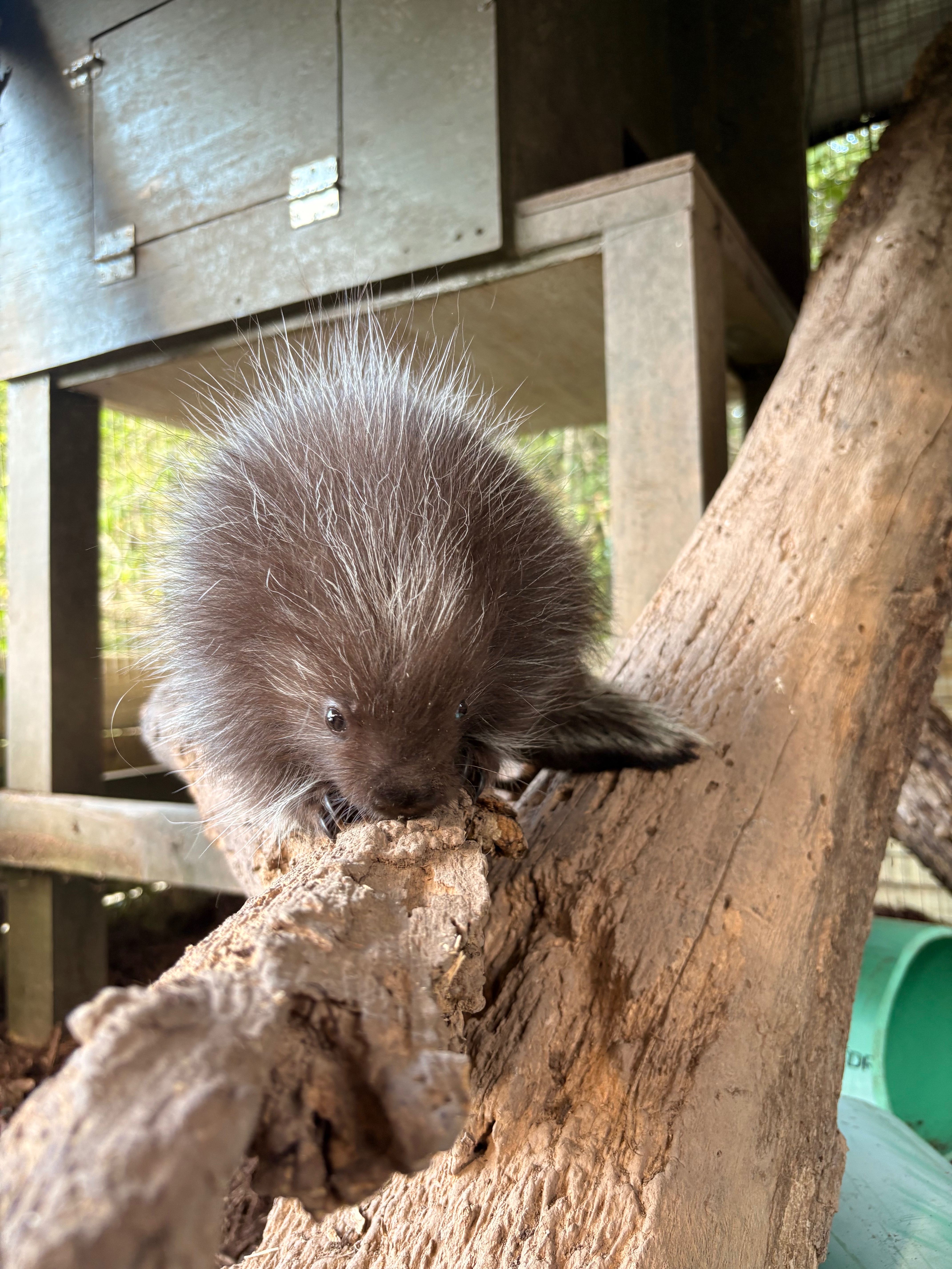 Help Us Build a Needed Wildlife Enclosure campaign photo, 2 of 6
