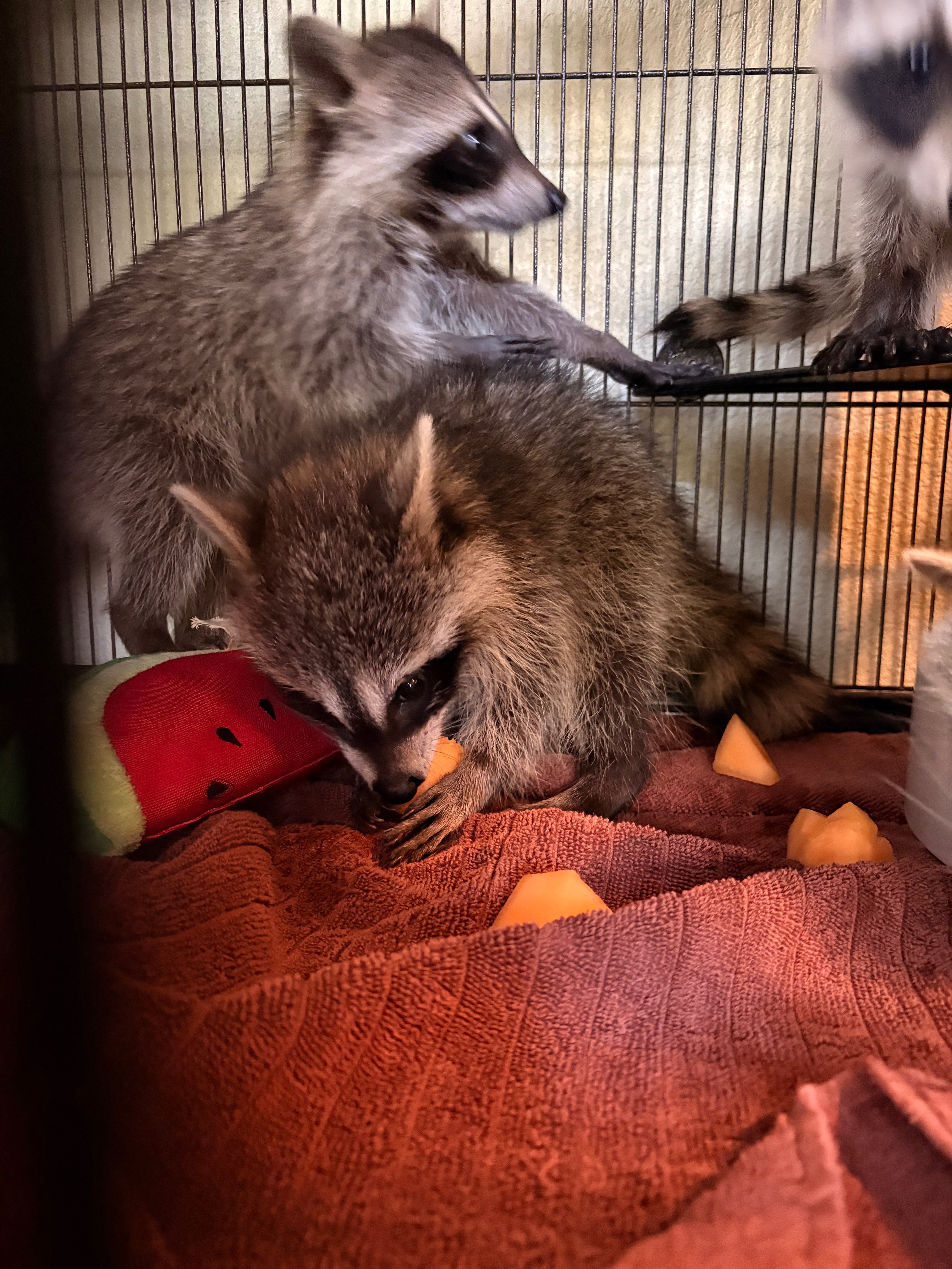 Help Us Build a Needed Wildlife Enclosure campaign photo, 4 of 6