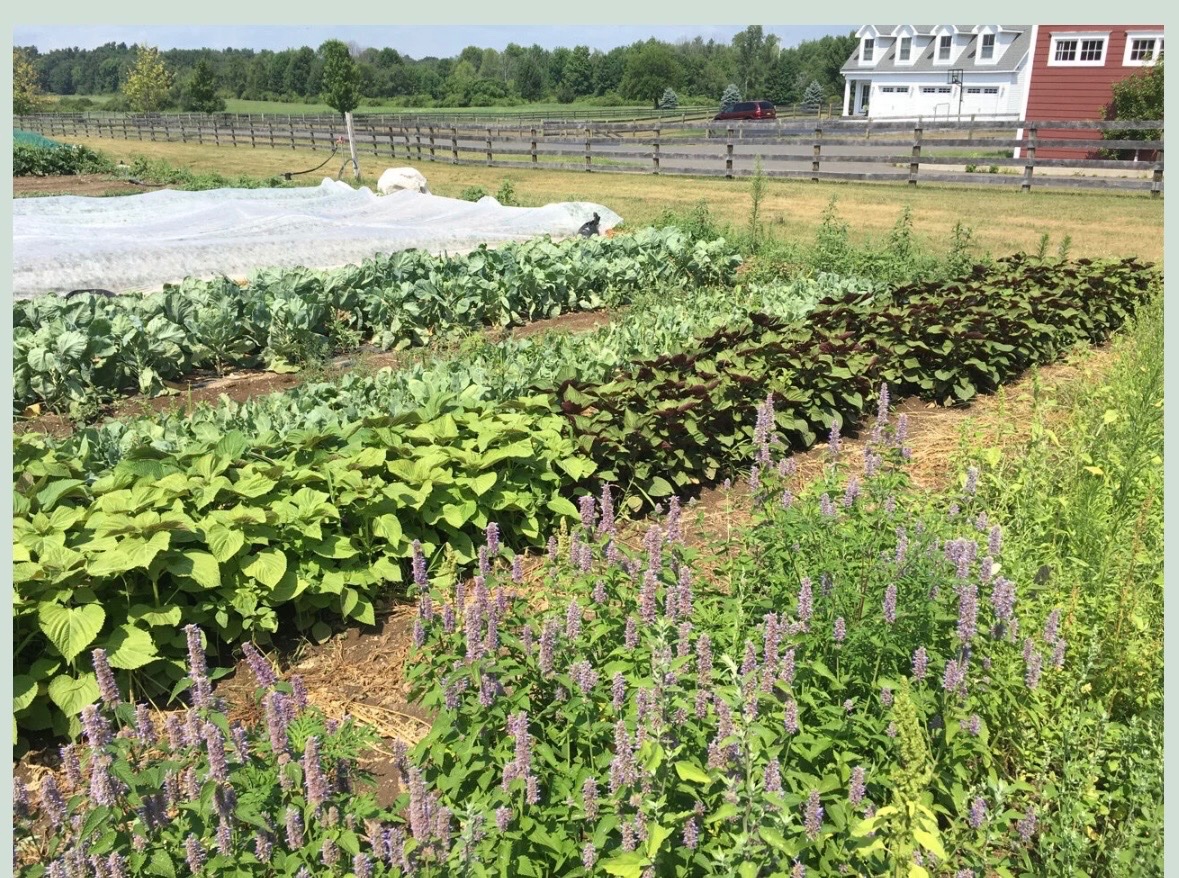 Help Build a Hoop House for Zaisheng Herbs campaign photo, 6 of 7