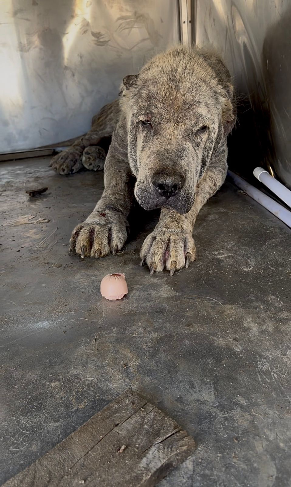 Help Save This Gentle Giant campaign photo, 4 of 8
