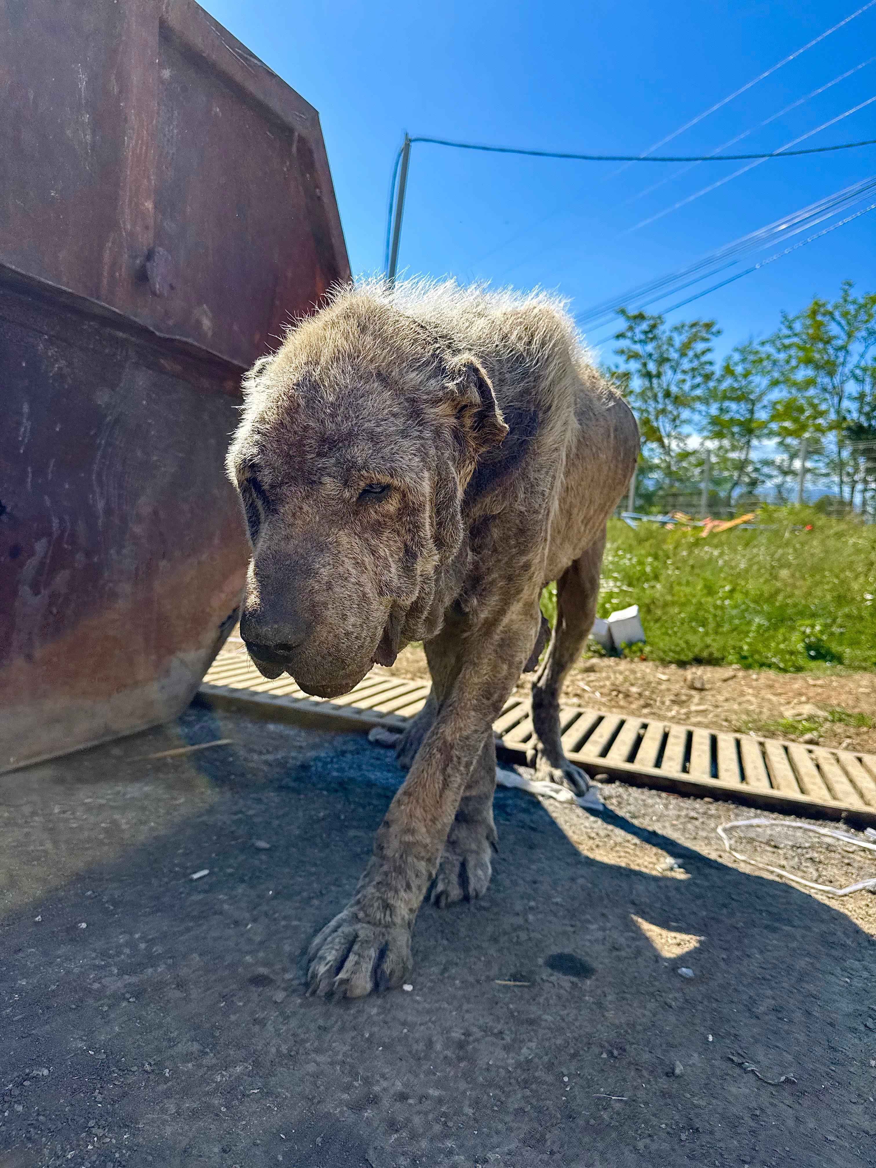 Help Save This Gentle Giant campaign photo, 5 of 8