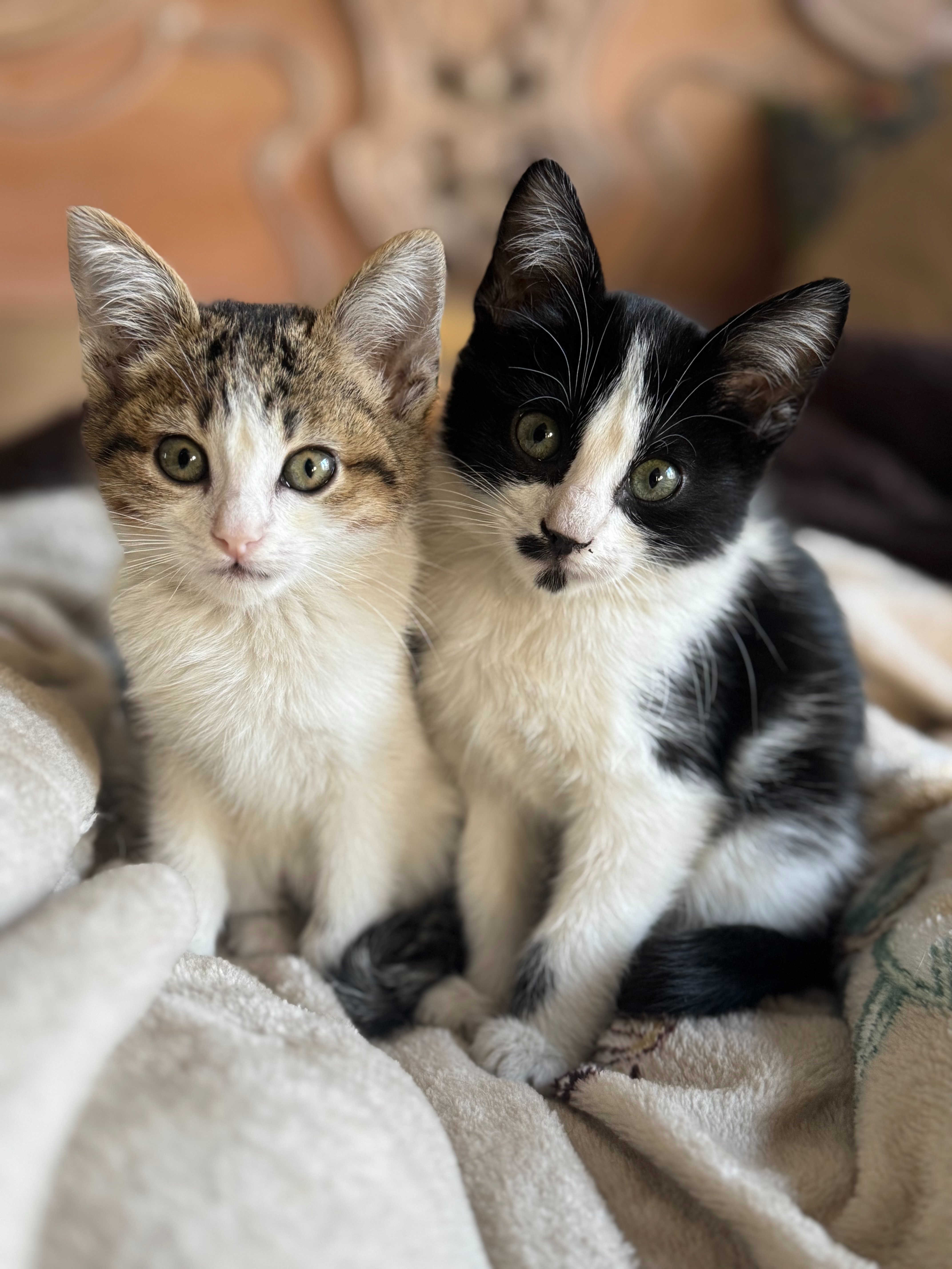 Ayúdanos a seguir cambiando la vida de los gatos. campaign photo, 6 of 8