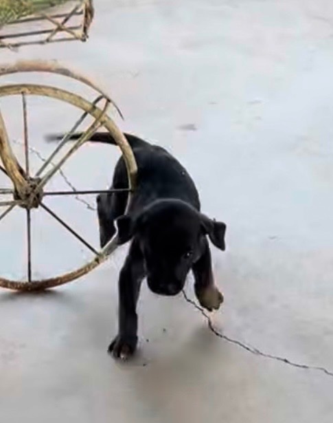 Help Four Abandoned Puppies Find Safety campaign photo, 7 of 7