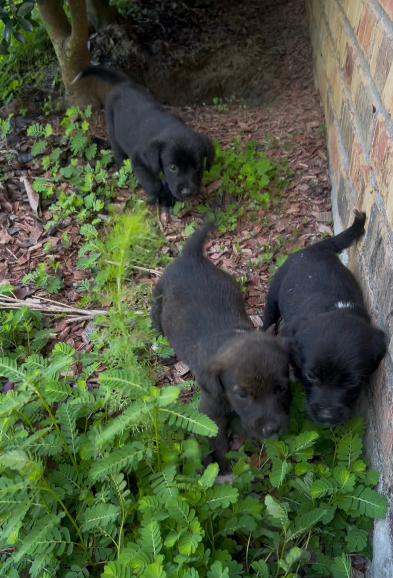 Help Four Abandoned Puppies Find Safety campaign photo, 2 of 7