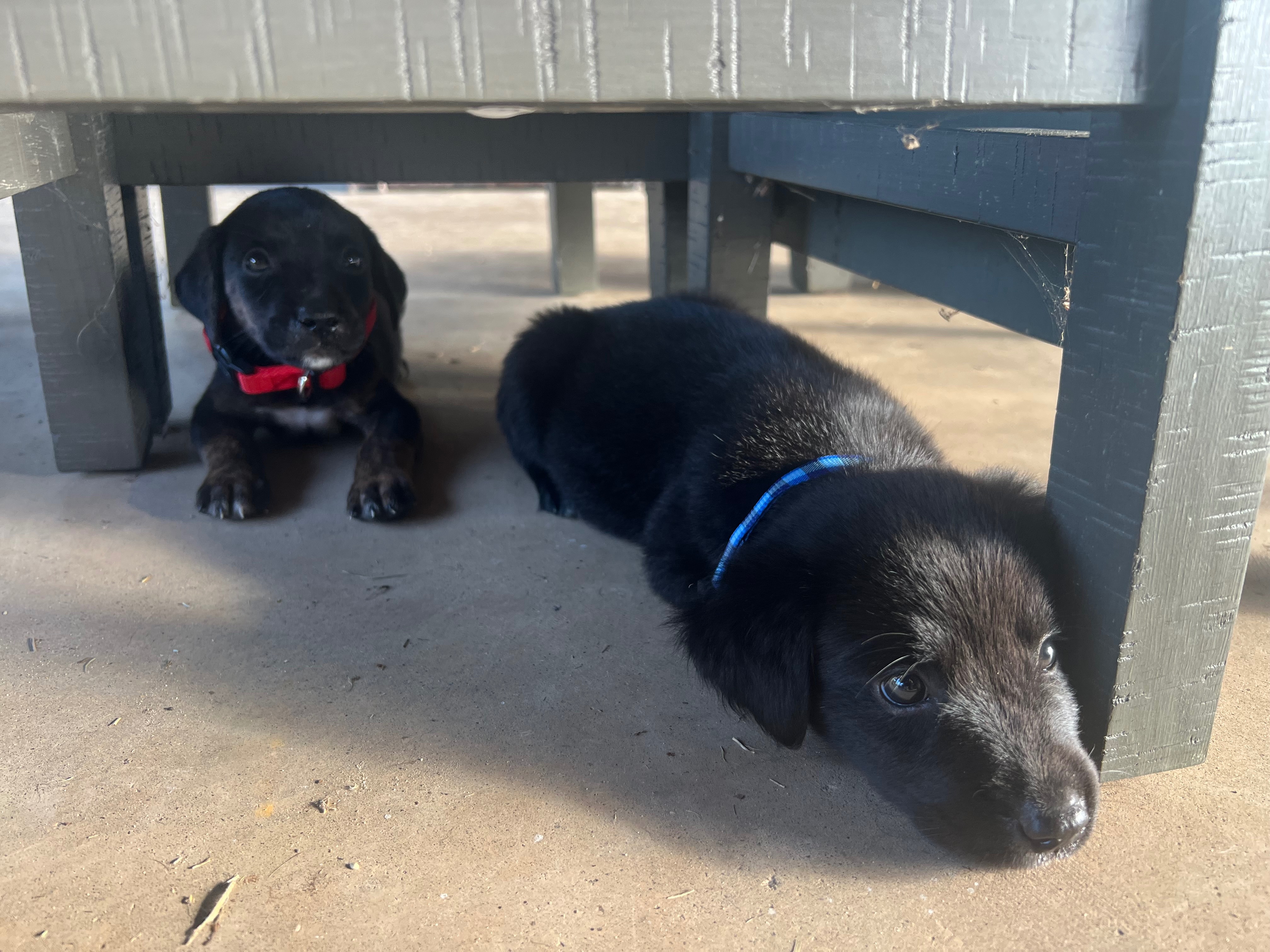 Help Four Abandoned Puppies Find Safety campaign photo, 4 of 7