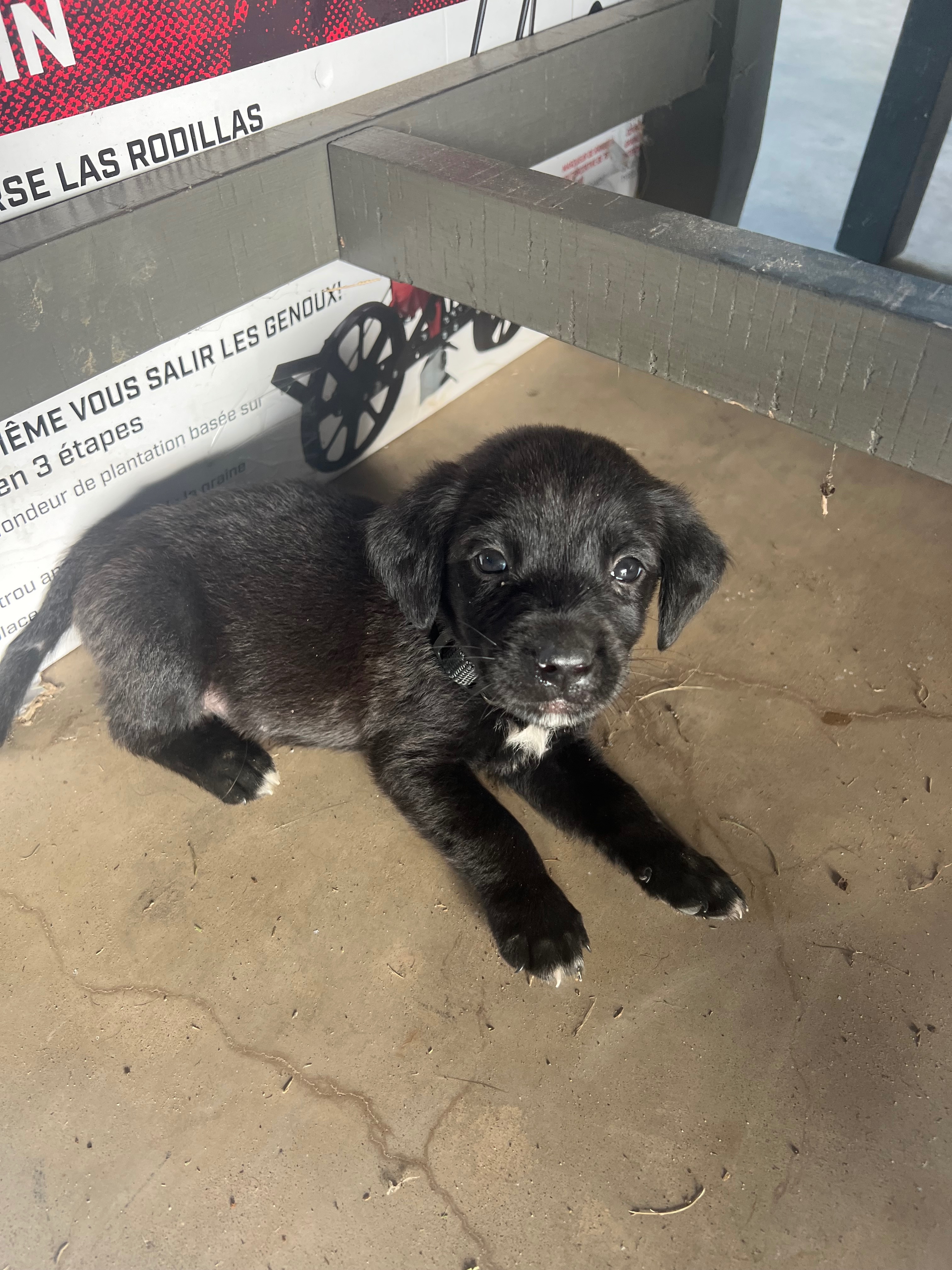 Help Four Abandoned Puppies Find Safety campaign photo, 5 of 7