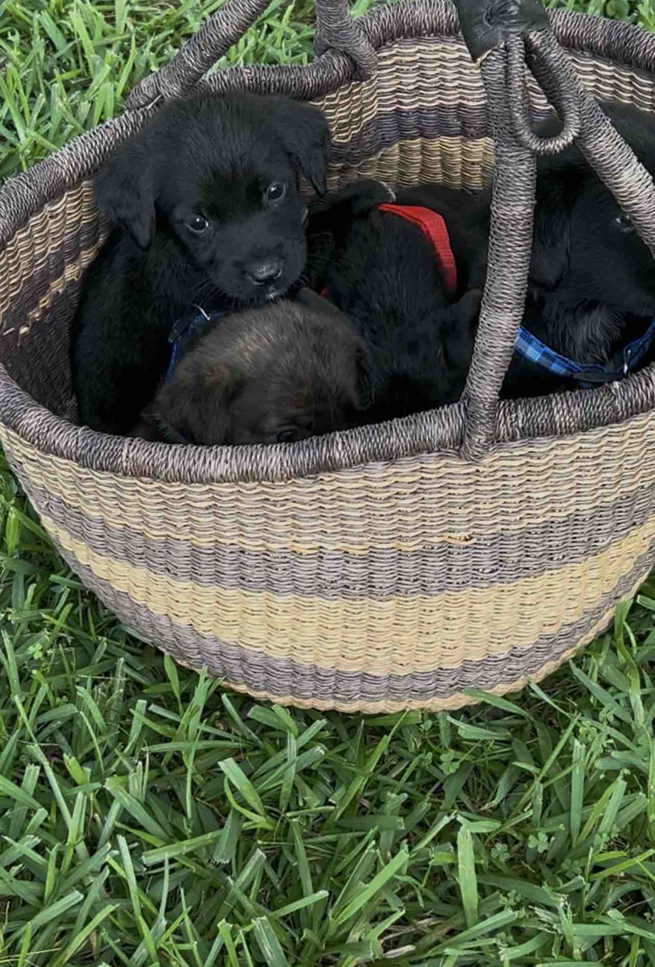 Help Four Abandoned Puppies Find Safety campaign photo, 6 of 7