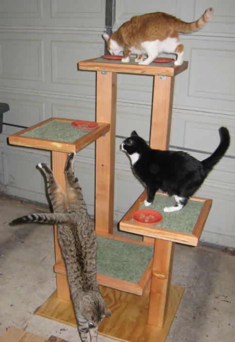 Foto della campagna Support Raghav’s Eagle Project: Cat Shelters & Cat Trees, 2 di 6