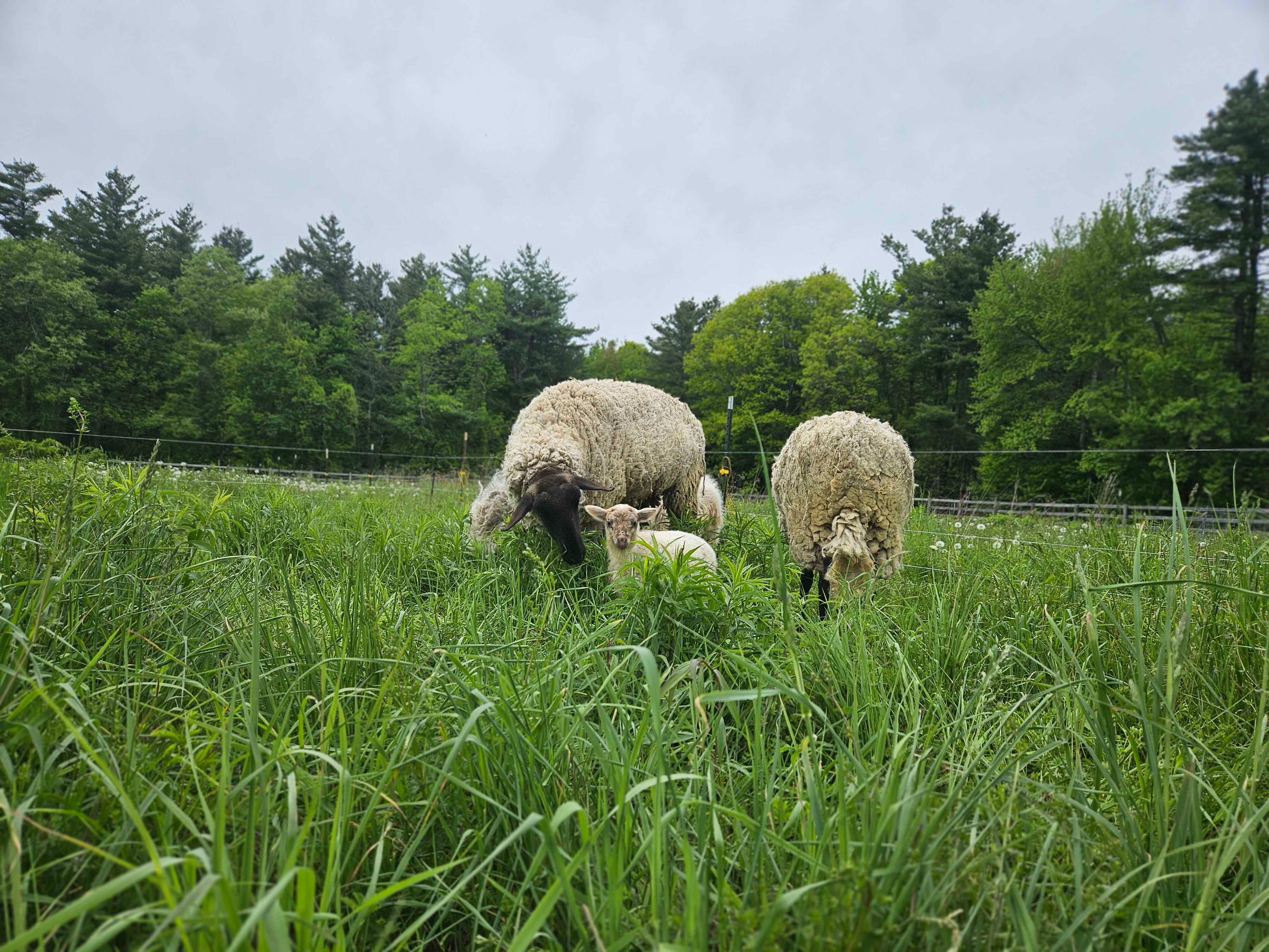 Stand with Massachusetts Farm and Its Animals campaign photo, 7 of 8