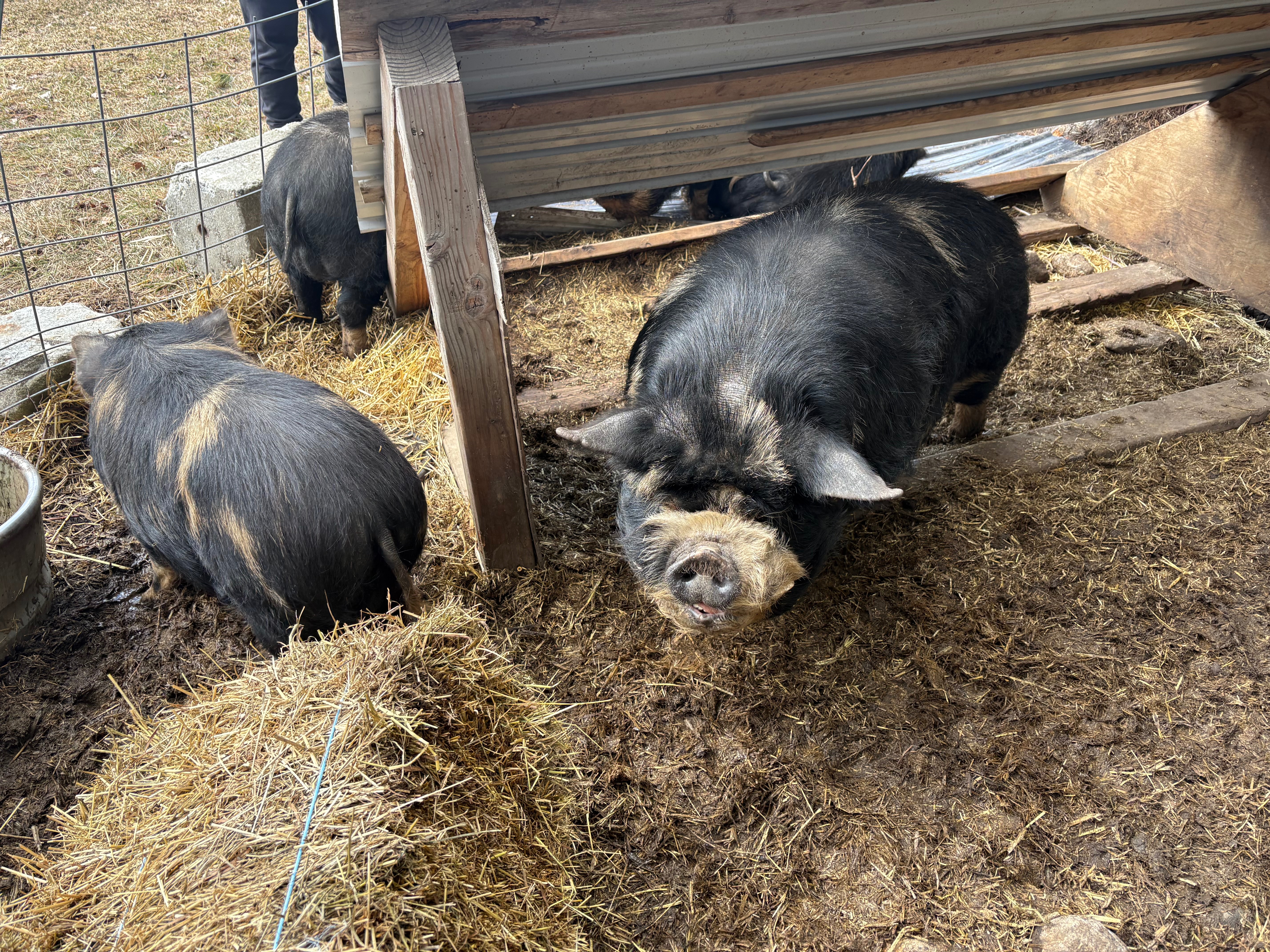 Stand with Massachusetts Farm and Its Animals campaign photo, 5 of 8