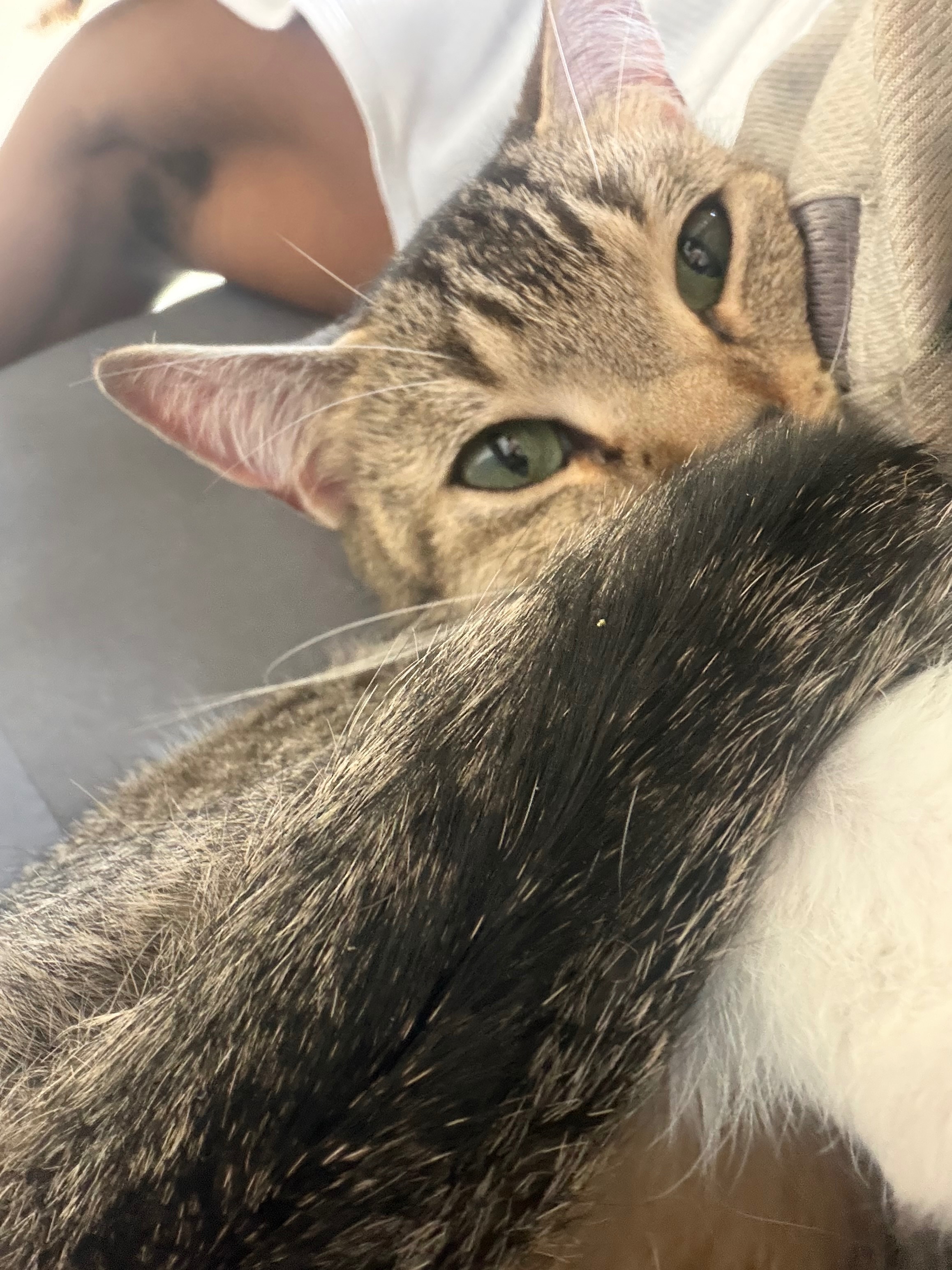 Support Koda’s Cats: Vet Visits and Spaying campaign photo, 7 of 8