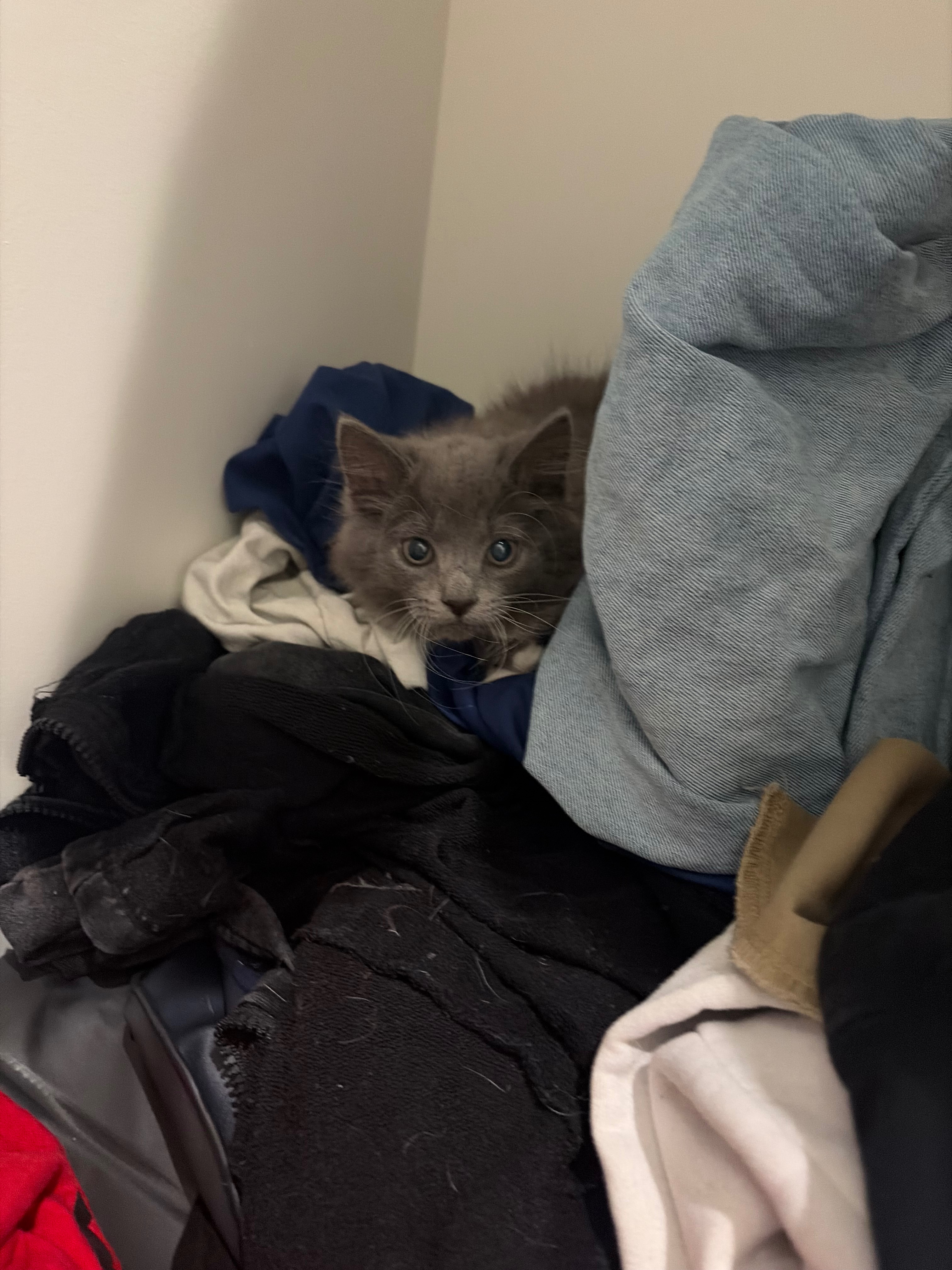 Support Koda’s Cats: Vet Visits and Spaying campaign photo, 2 of 8