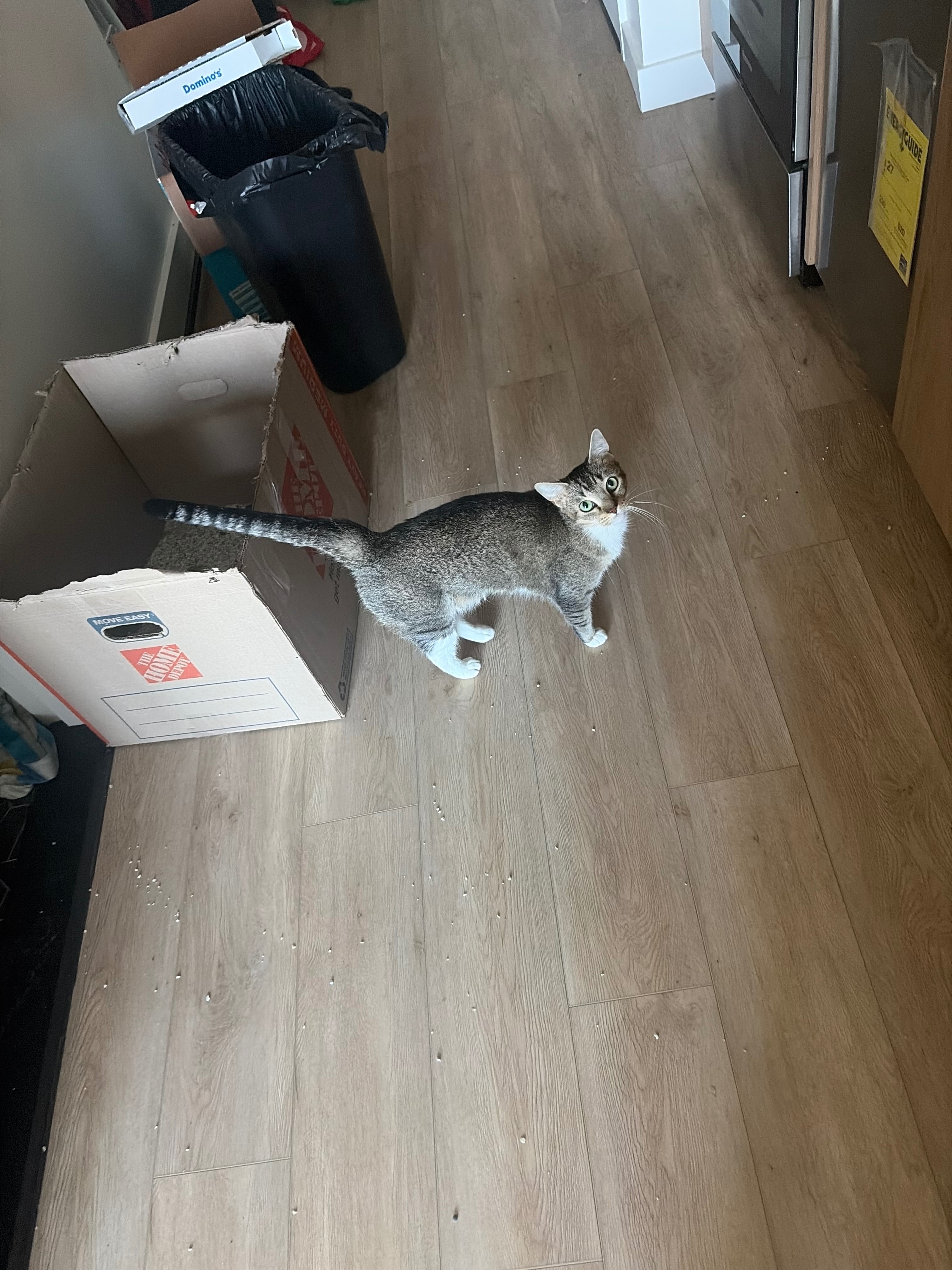 Support Koda’s Cats: Vet Visits and Spaying campaign photo, 4 of 8