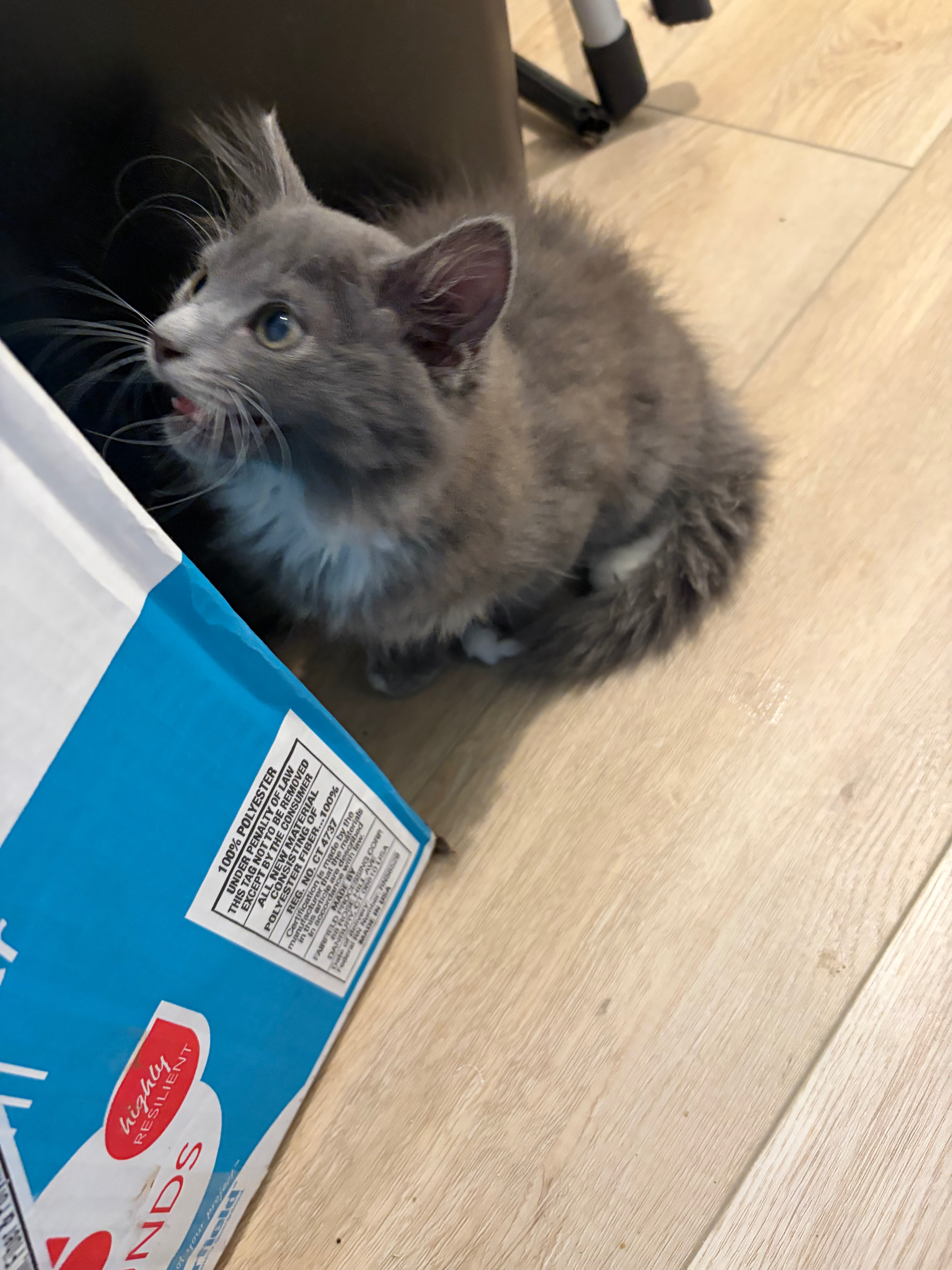 Support Koda’s Cats: Vet Visits and Spaying campaign photo, 5 of 8