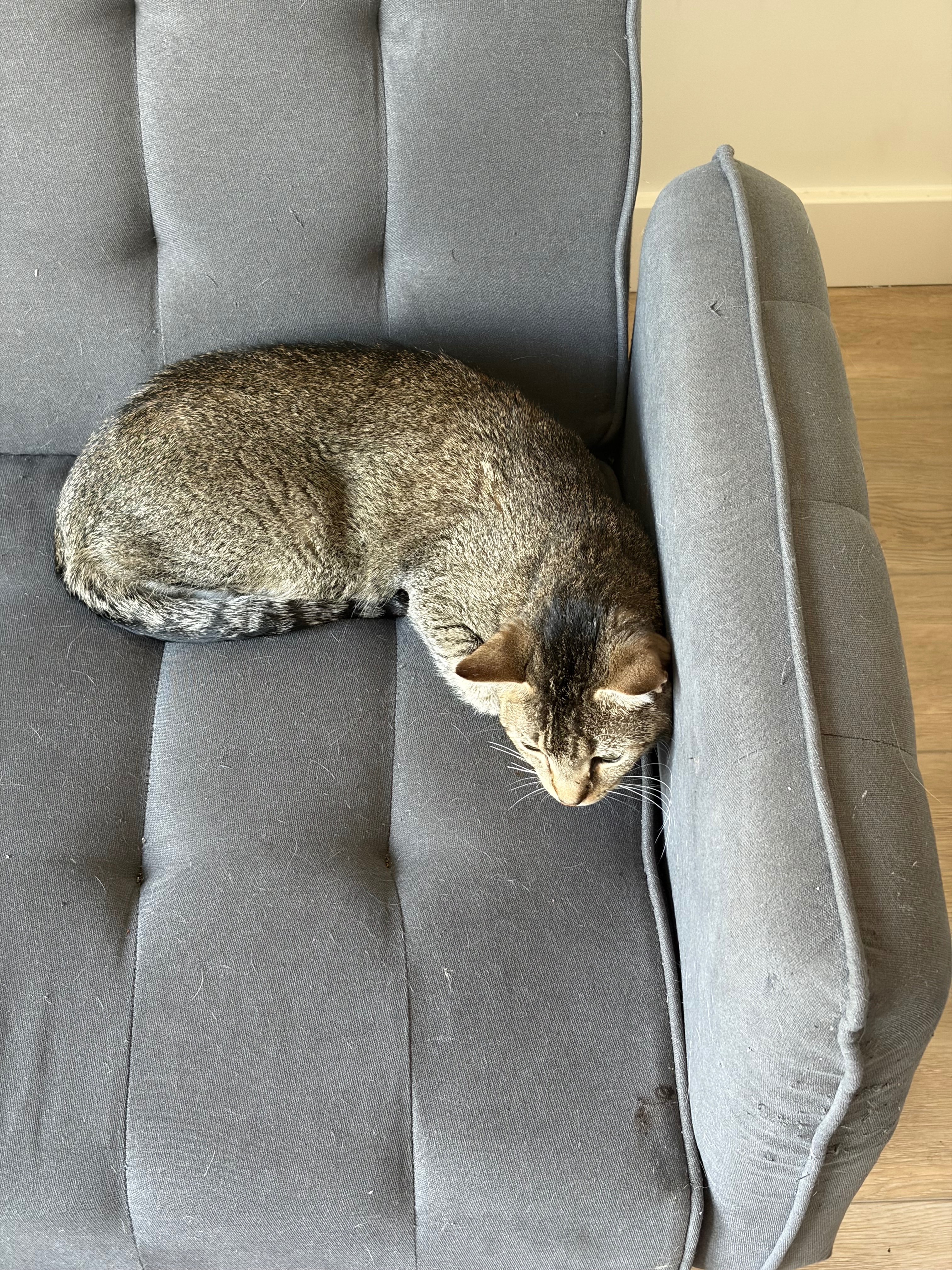 Support Koda’s Cats: Vet Visits and Spaying campaign photo, 6 of 8