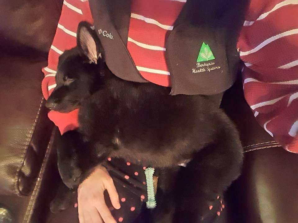 Support Odin’s Journey to Health campaign photo, 5 of 6