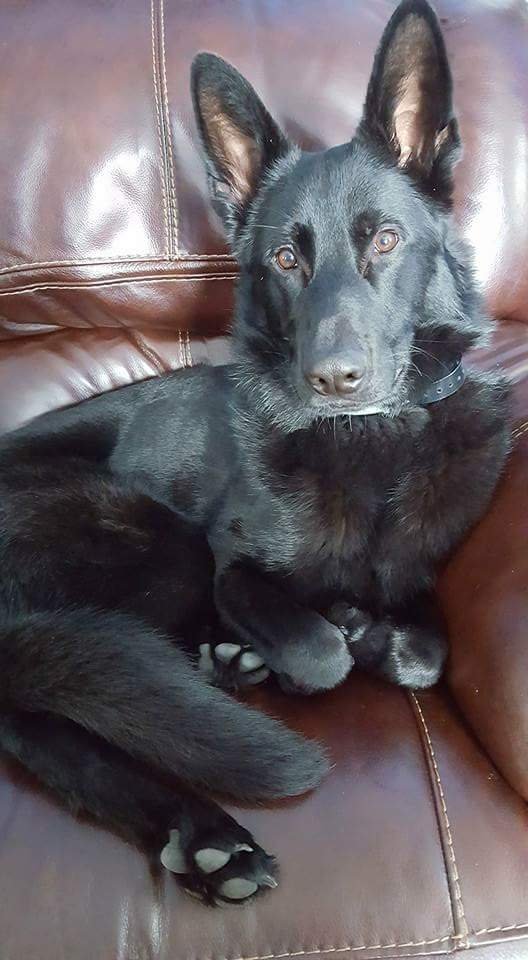 Support Odin’s Journey to Health campaign photo, 2 of 6