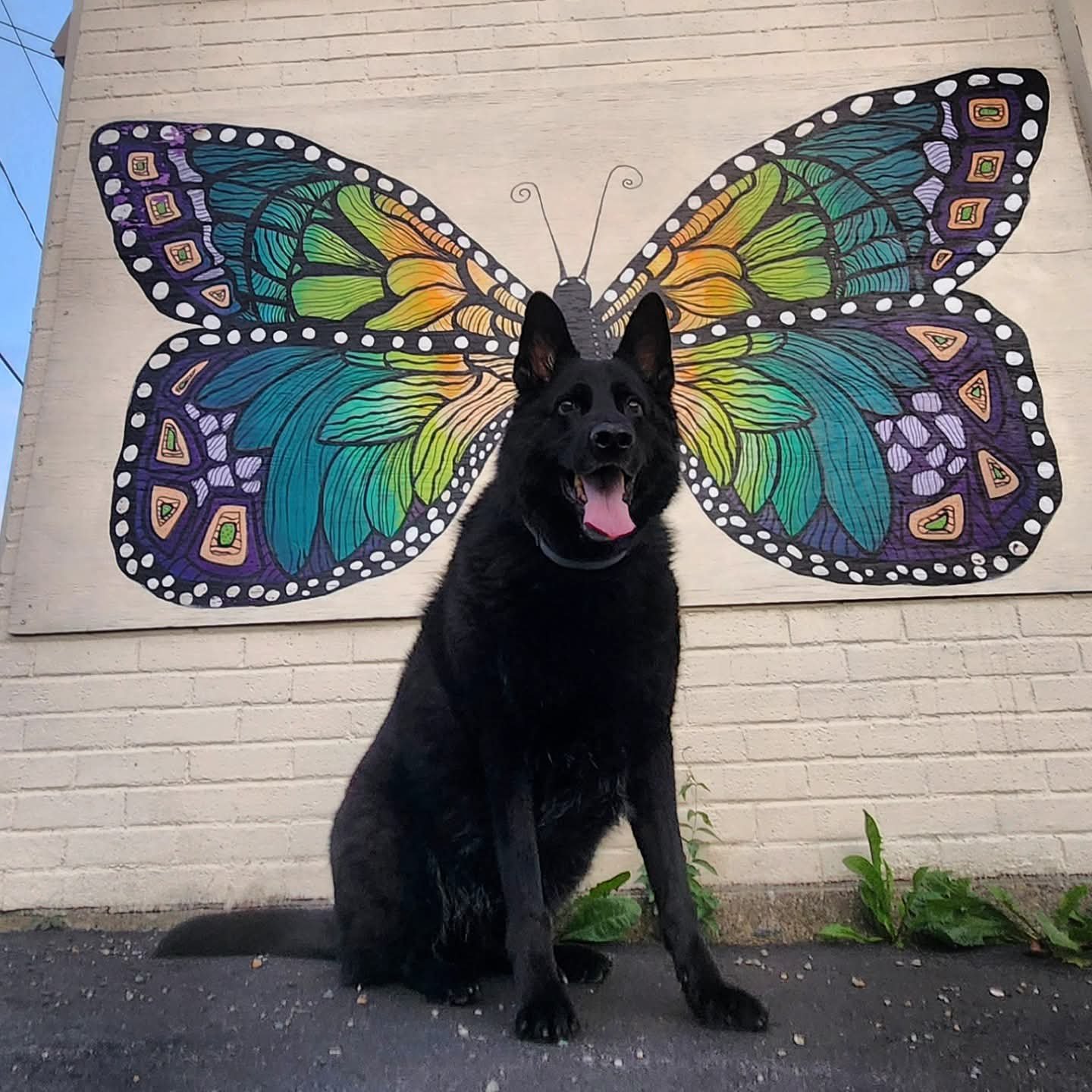 Support Odin’s Journey to Health campaign photo, 4 of 6