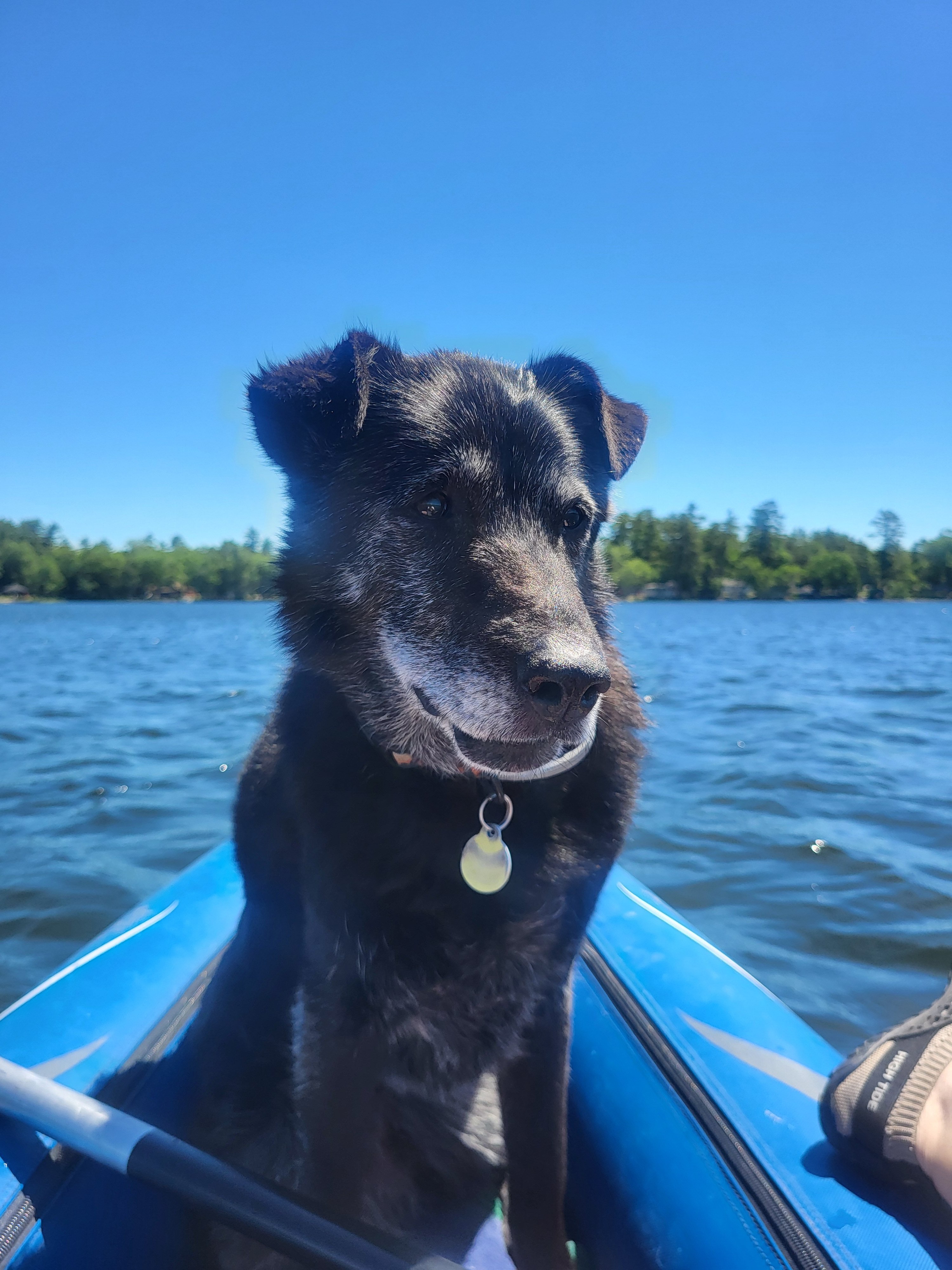 Help Cover Osa's Emergency Vet Bill campaign photo, 2 of 5