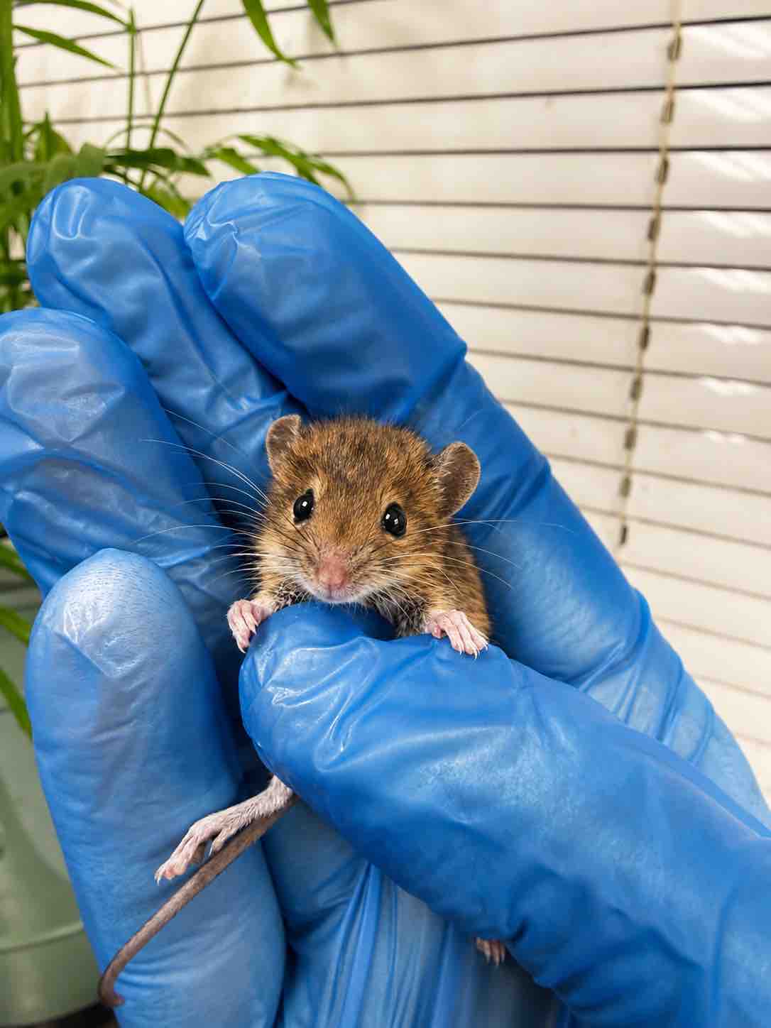 CapesWildlifeRescue Donations campaign photo, 10 of 11