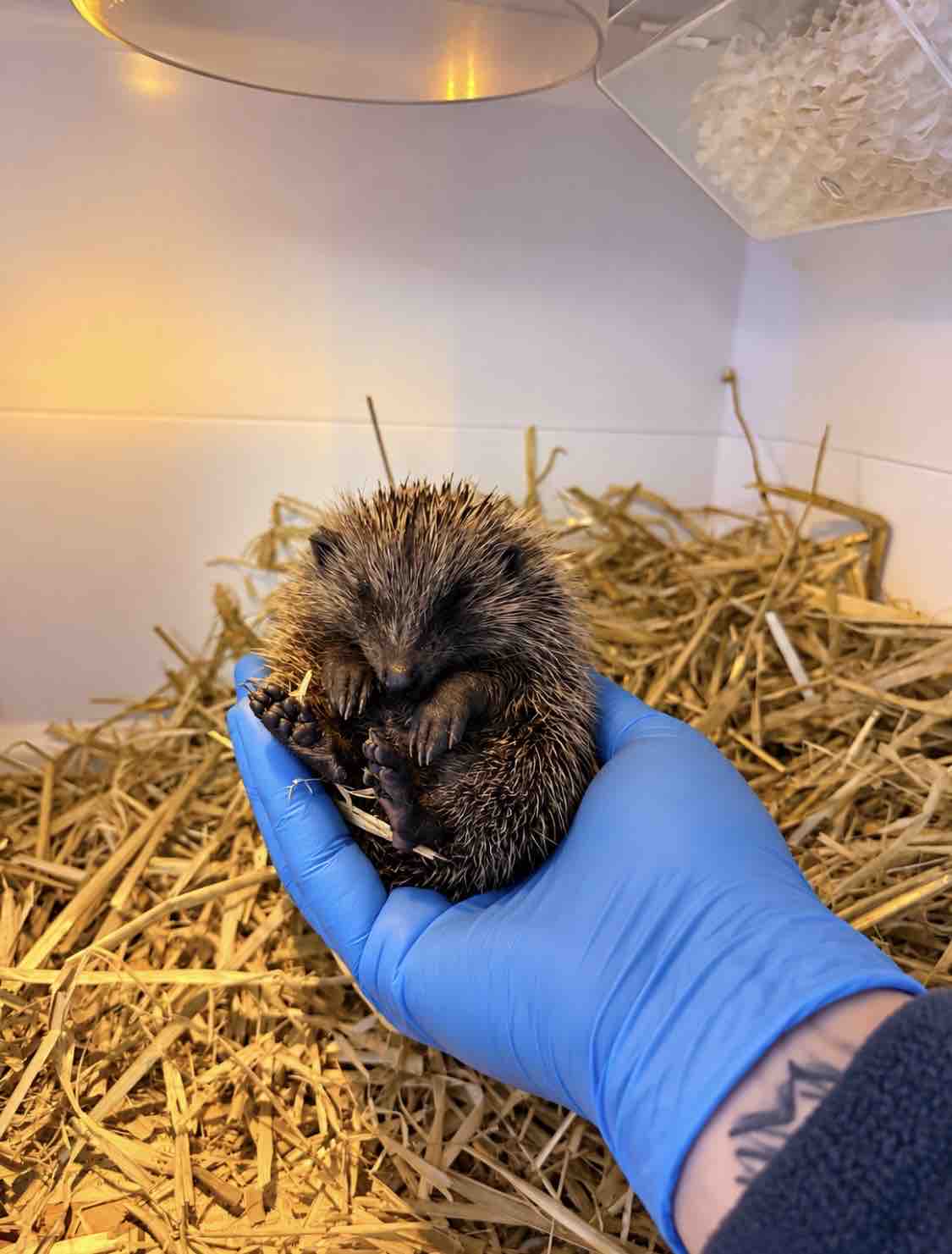 CapesWildlifeRescue Donations campaign photo, 2 of 11