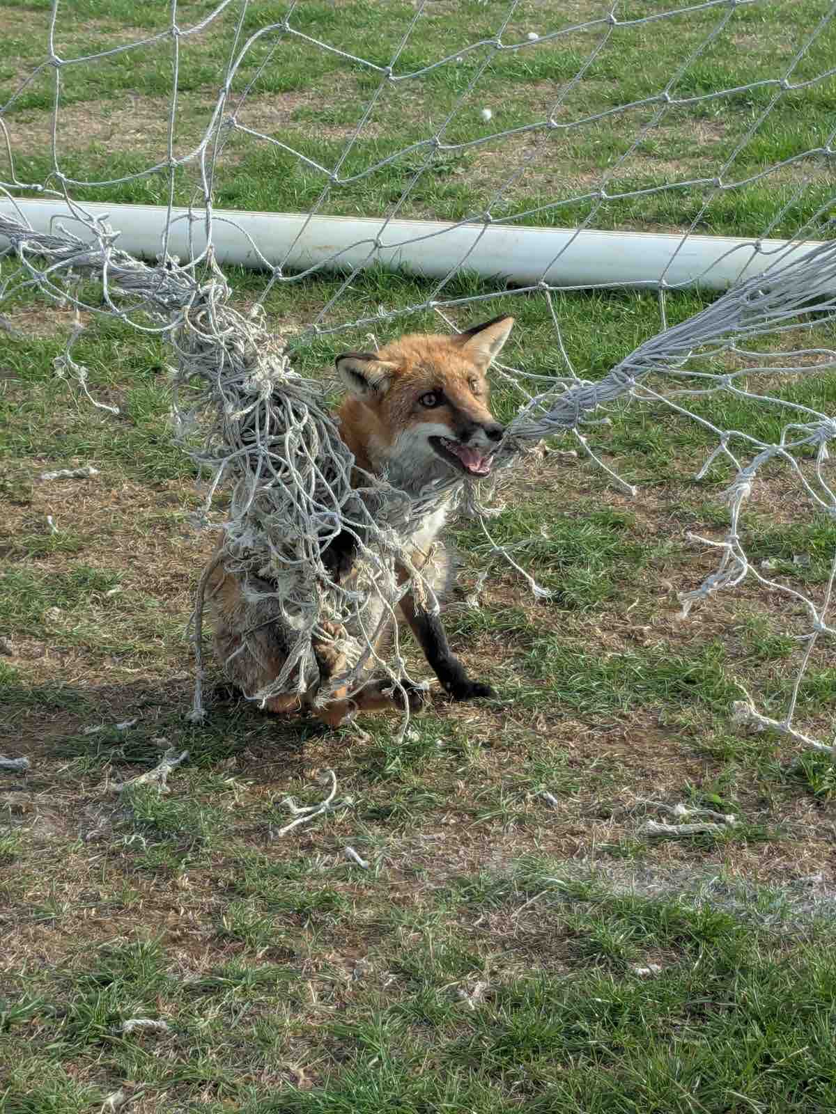 CapesWildlifeRescue Donations campaign photo, 9 of 11