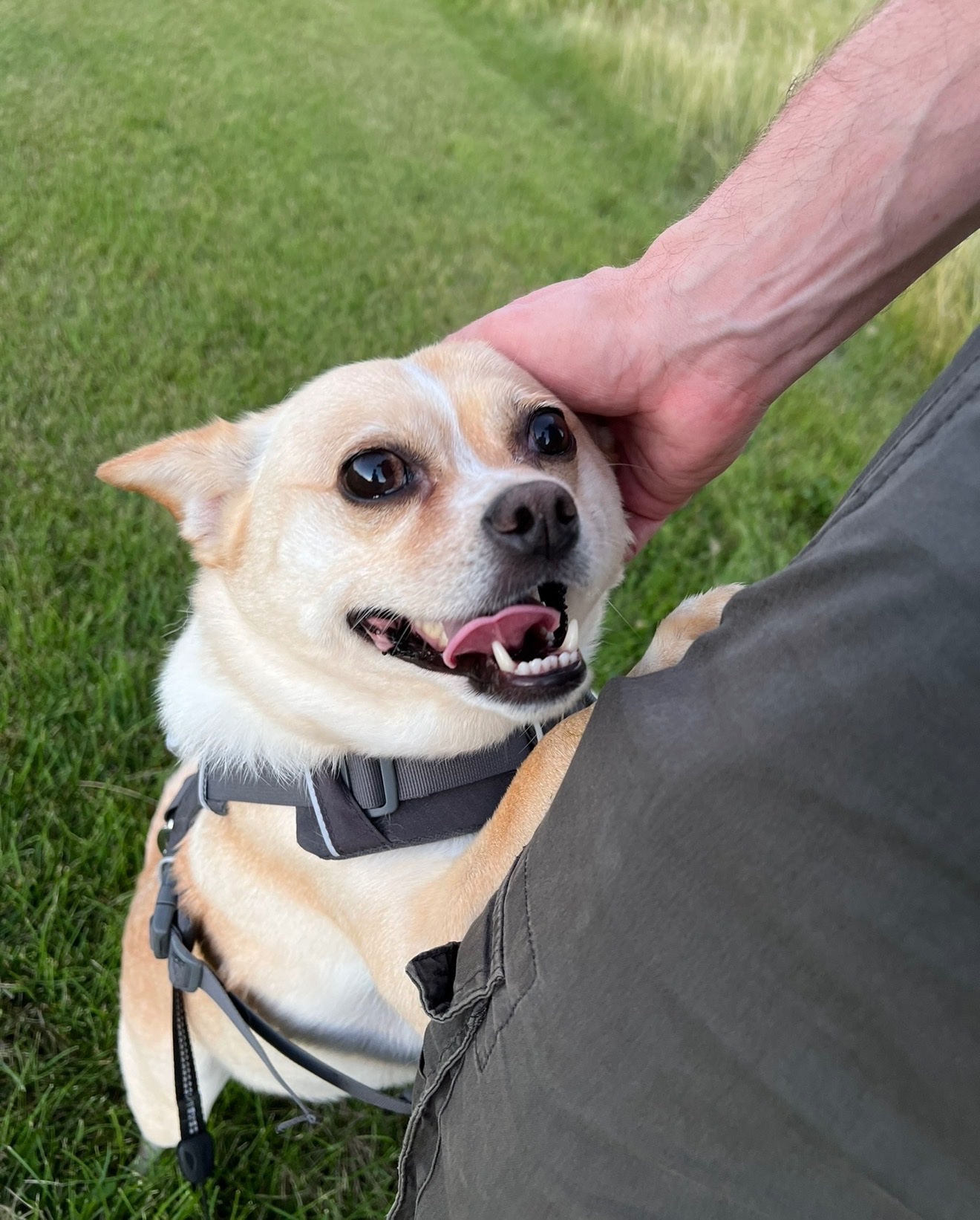 Support Quill's Medical Recovery campaign photo, 5 of 7