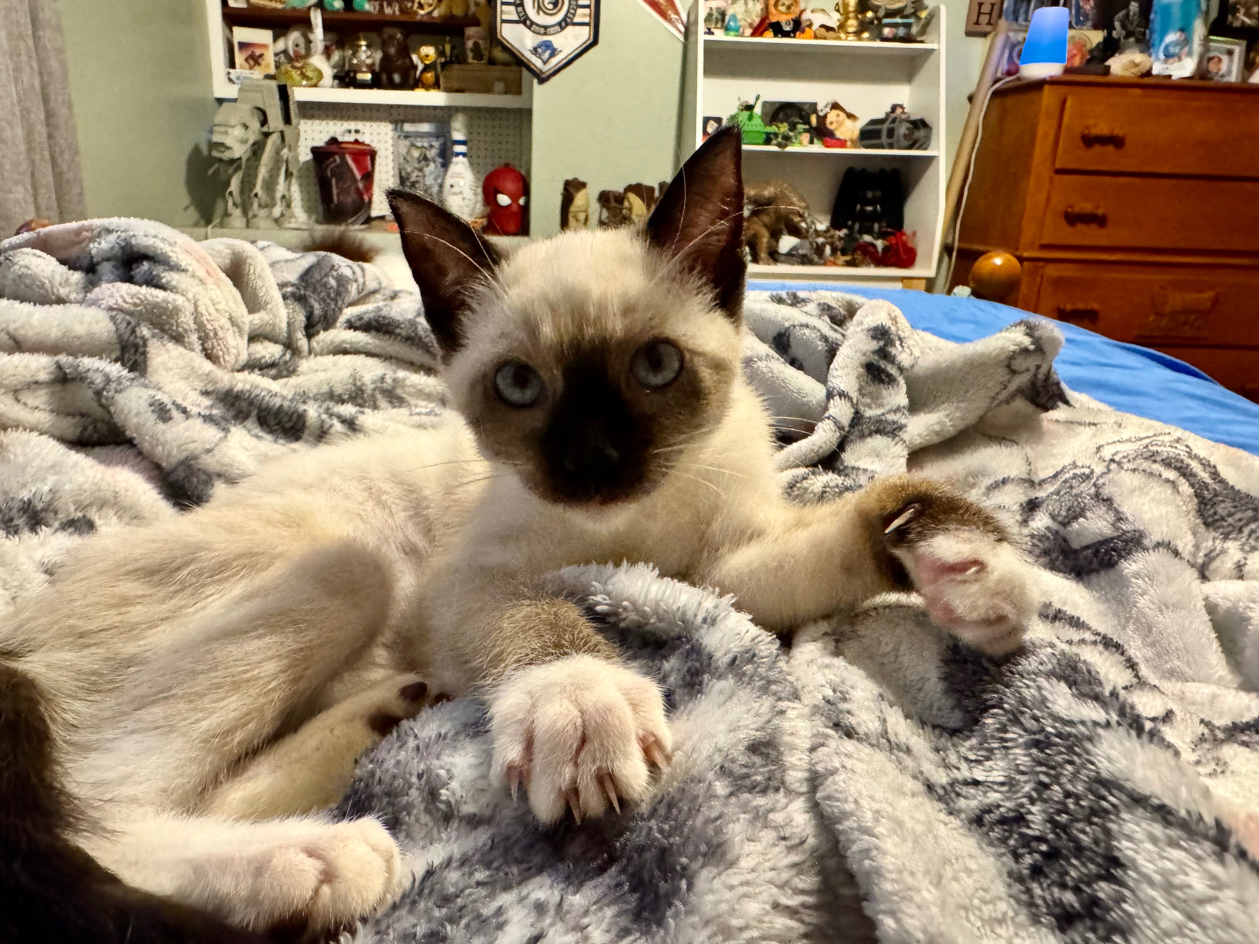 Help My Rescue Kitten KoKo Fight Panleukopenia campaign photo, 7 of 8