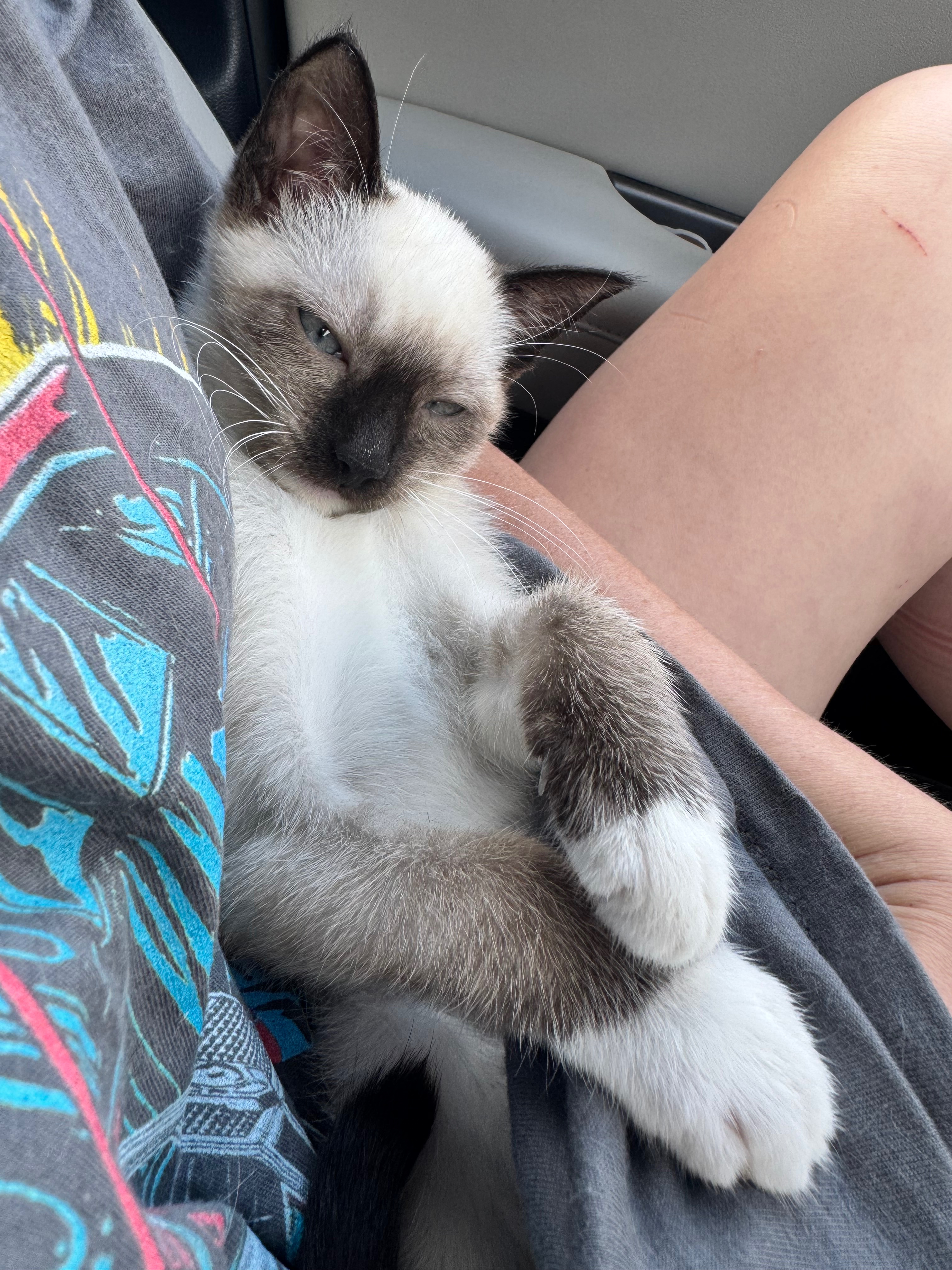 Help My Rescue Kitten KoKo Fight Panleukopenia campaign photo, 4 of 8