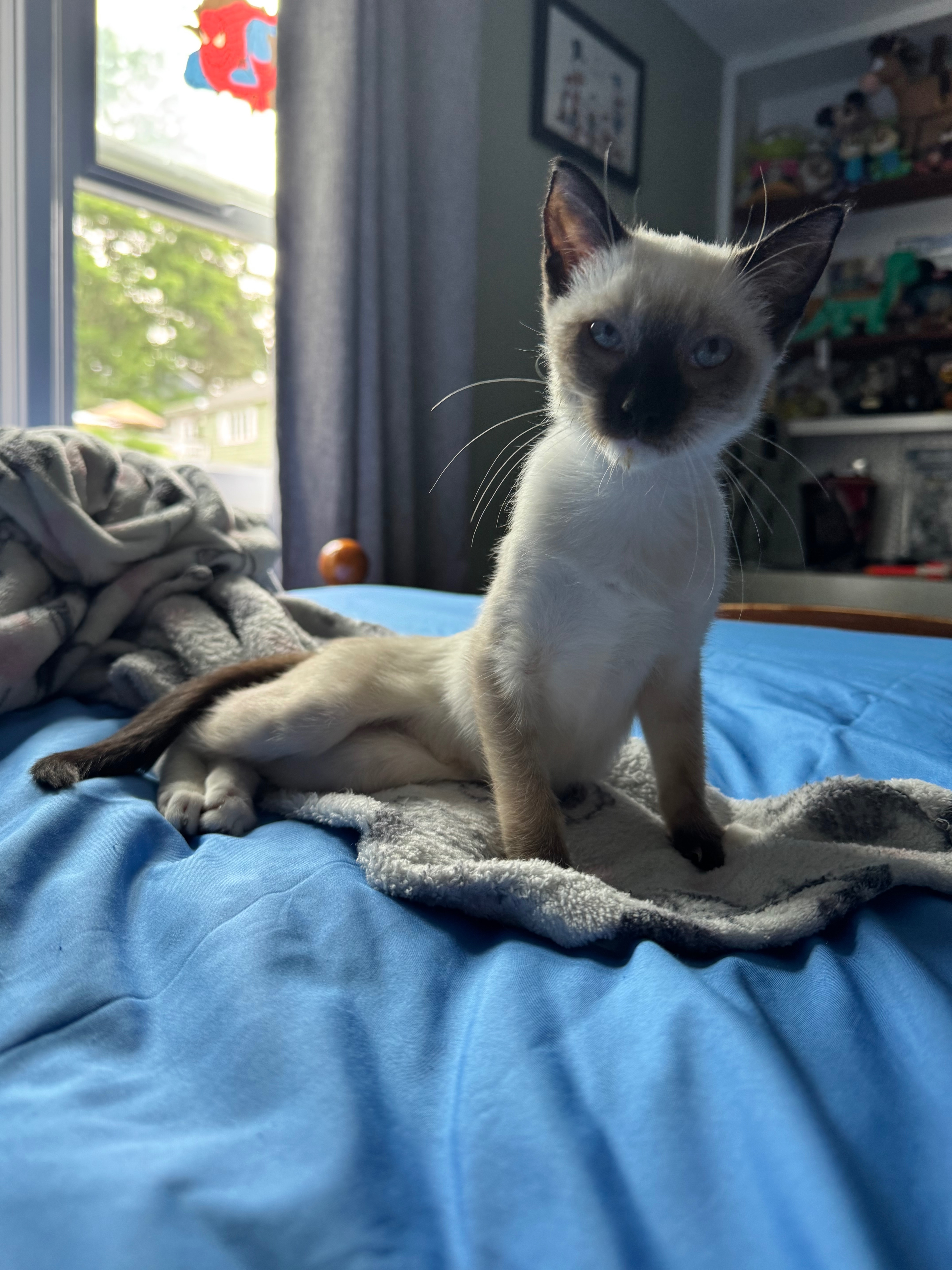 Help My Rescue Kitten KoKo Fight Panleukopenia campaign photo, 5 of 8