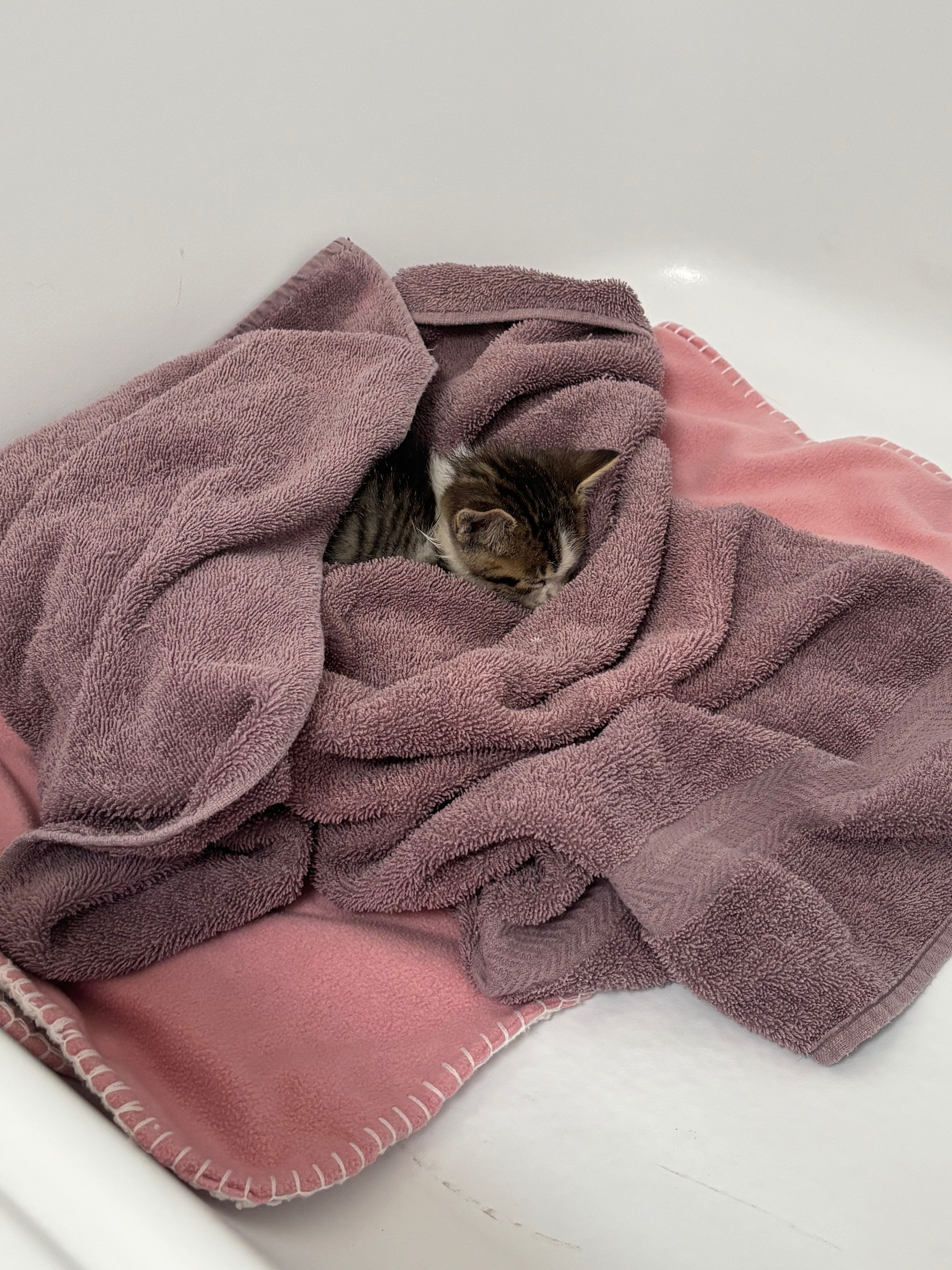 Help Save Seven: Urgent Kitten Care campaign photo, 2 of 4