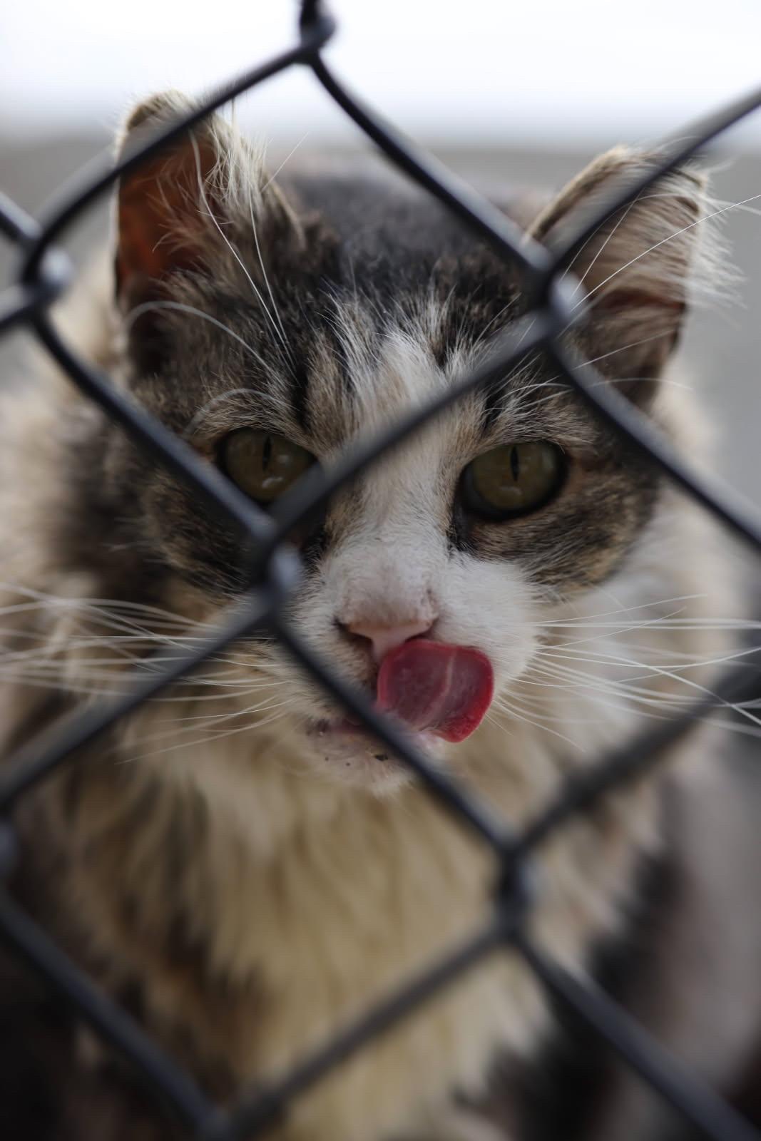 Help Carol the Colony Cat Heal campaign photo, 7 of 8