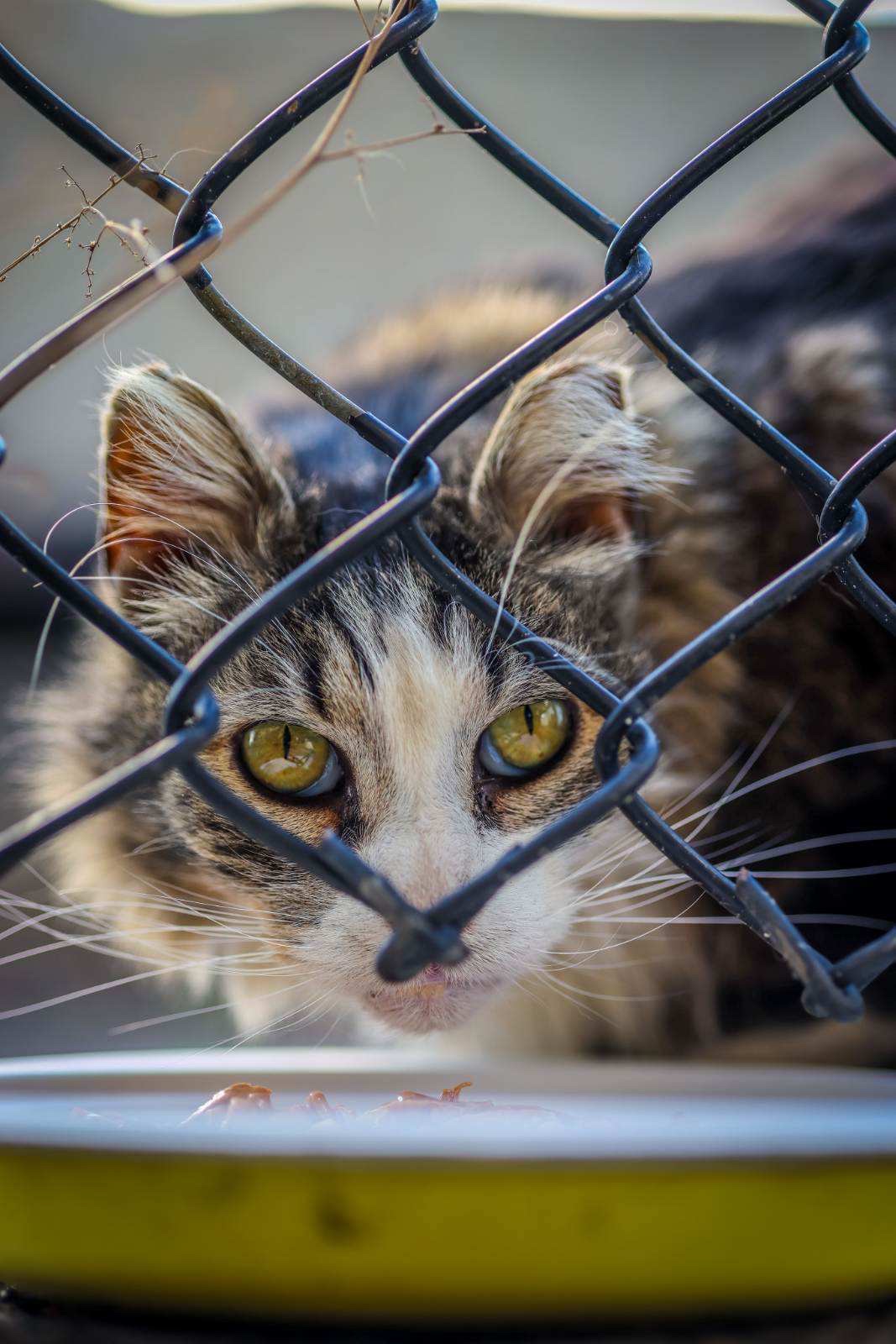 Help Carol the Colony Cat Heal campaign photo, 2 of 8