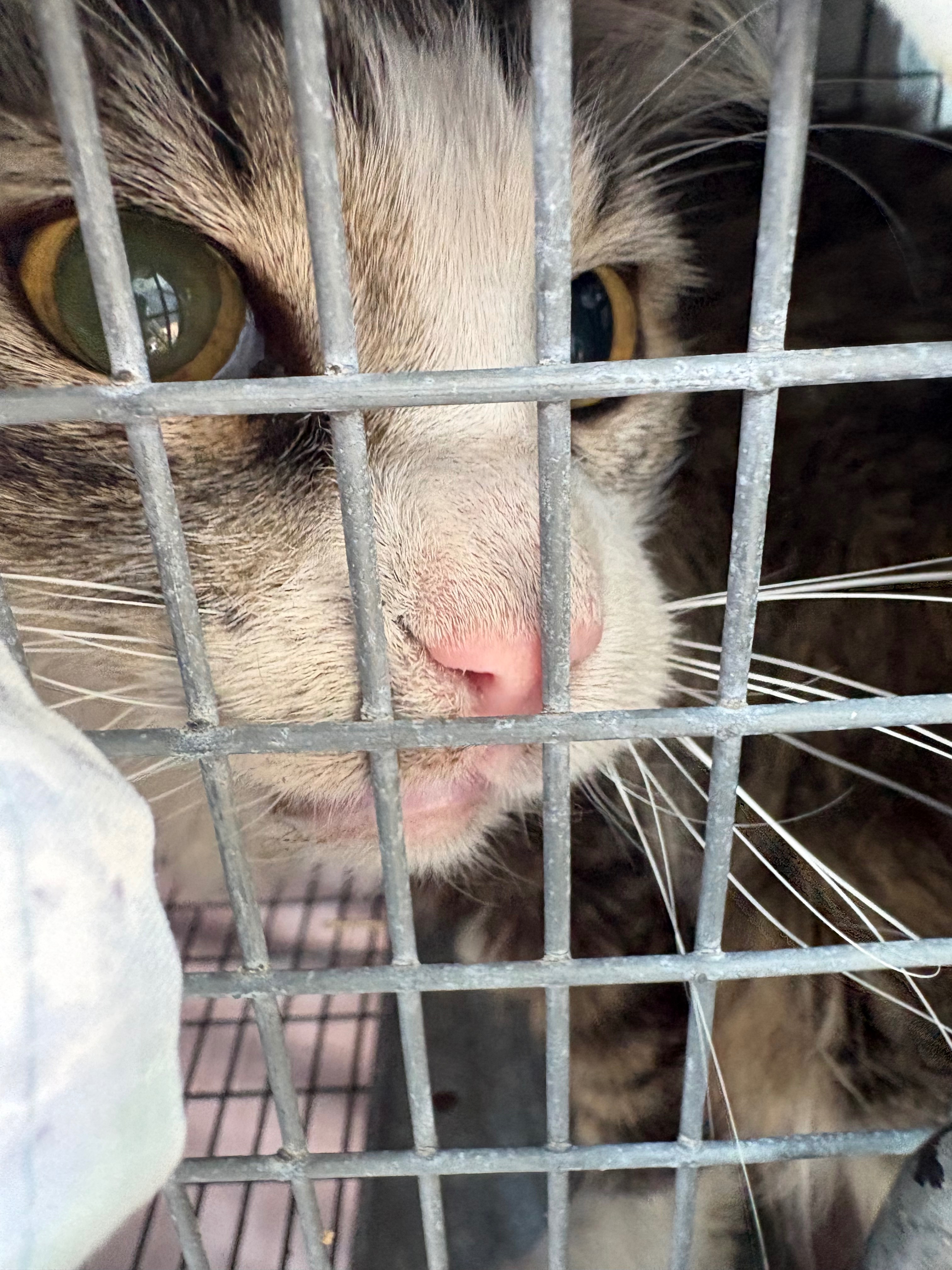 Help Carol the Colony Cat Heal campaign photo, 4 of 8
