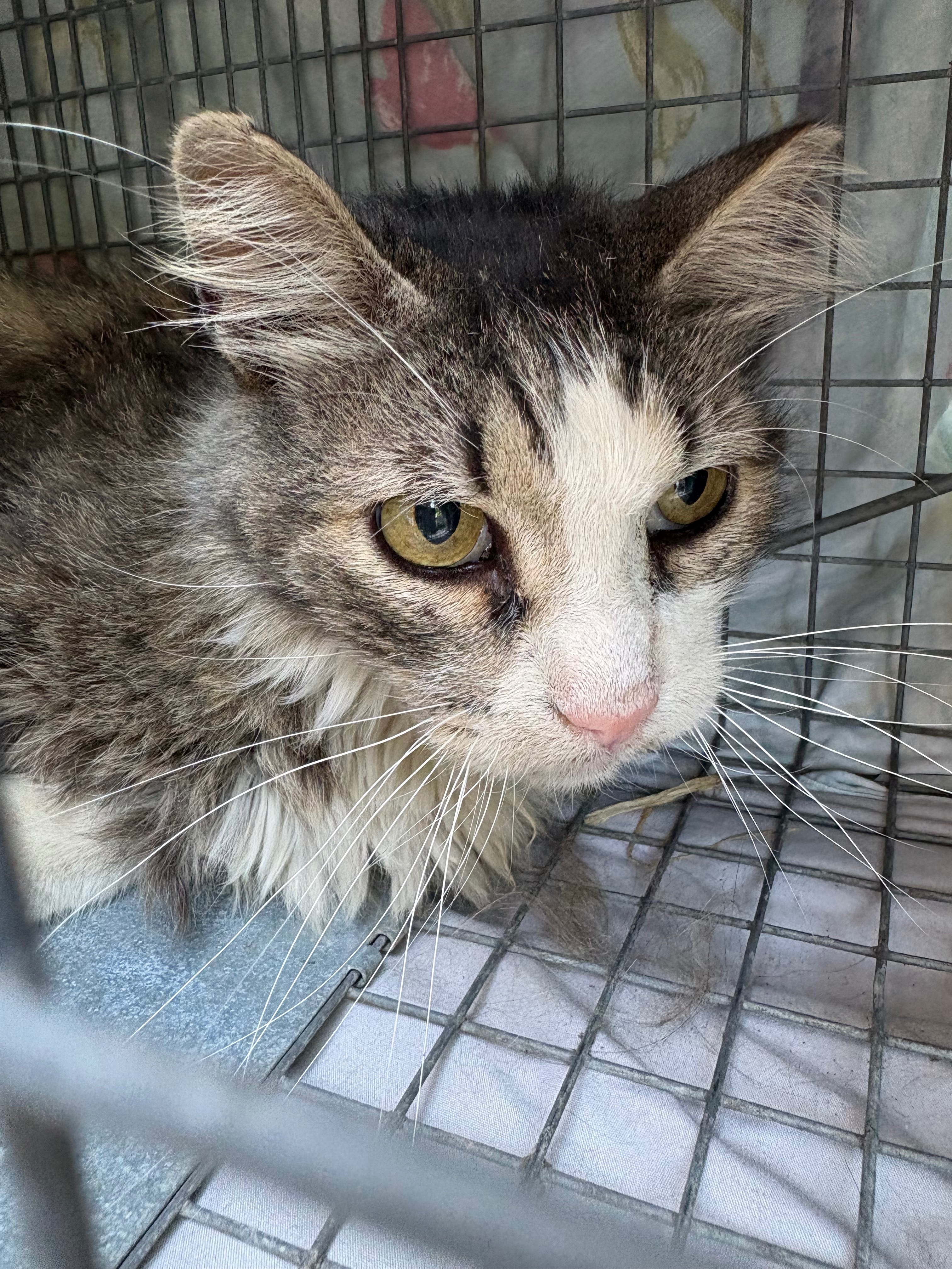 Help Carol the Colony Cat Heal campaign photo, 5 of 8