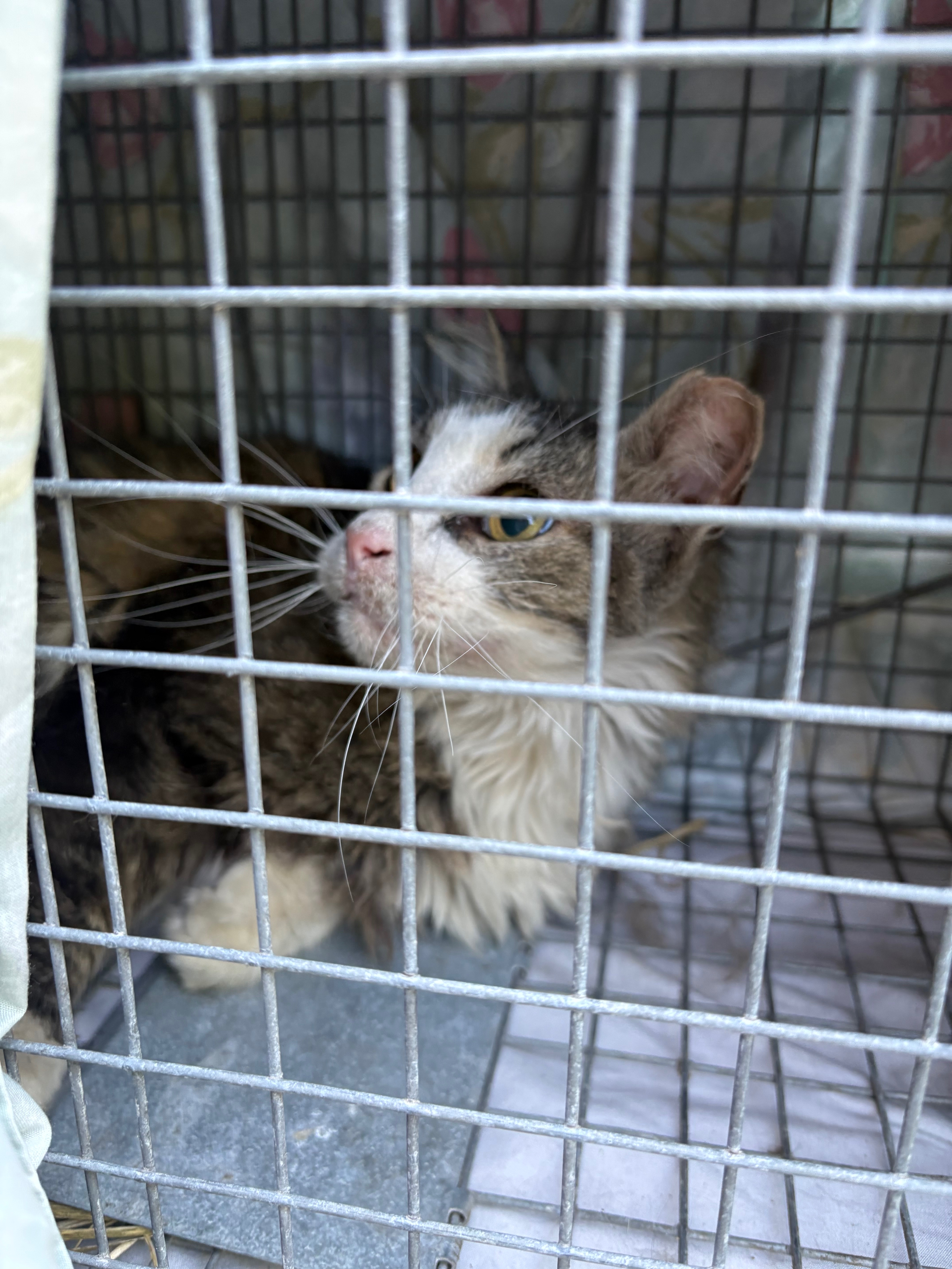 Help Carol the Colony Cat Heal campaign photo, 6 of 8