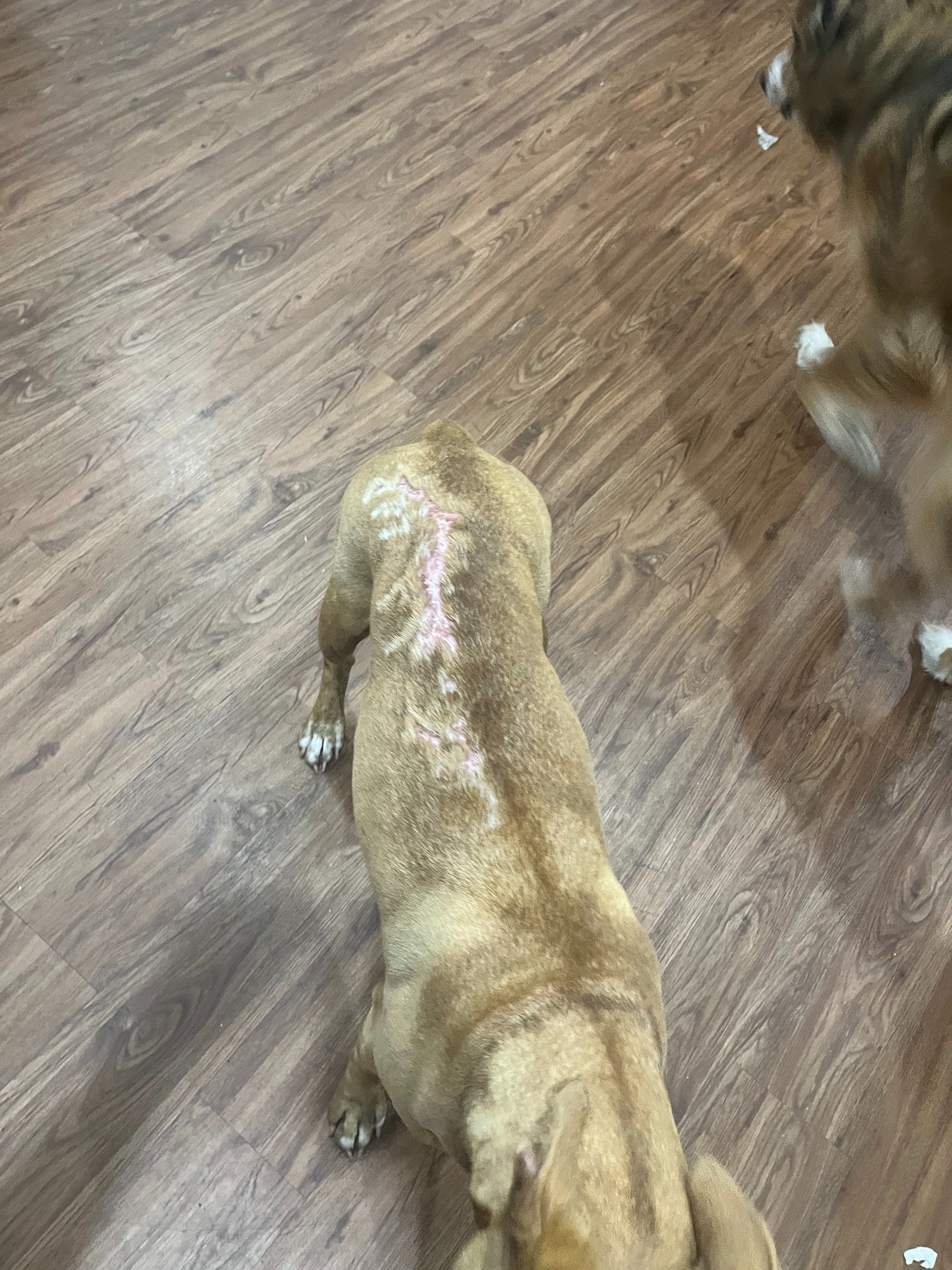 Help Whimper Heal & Recover campaign photo, 2 of 7