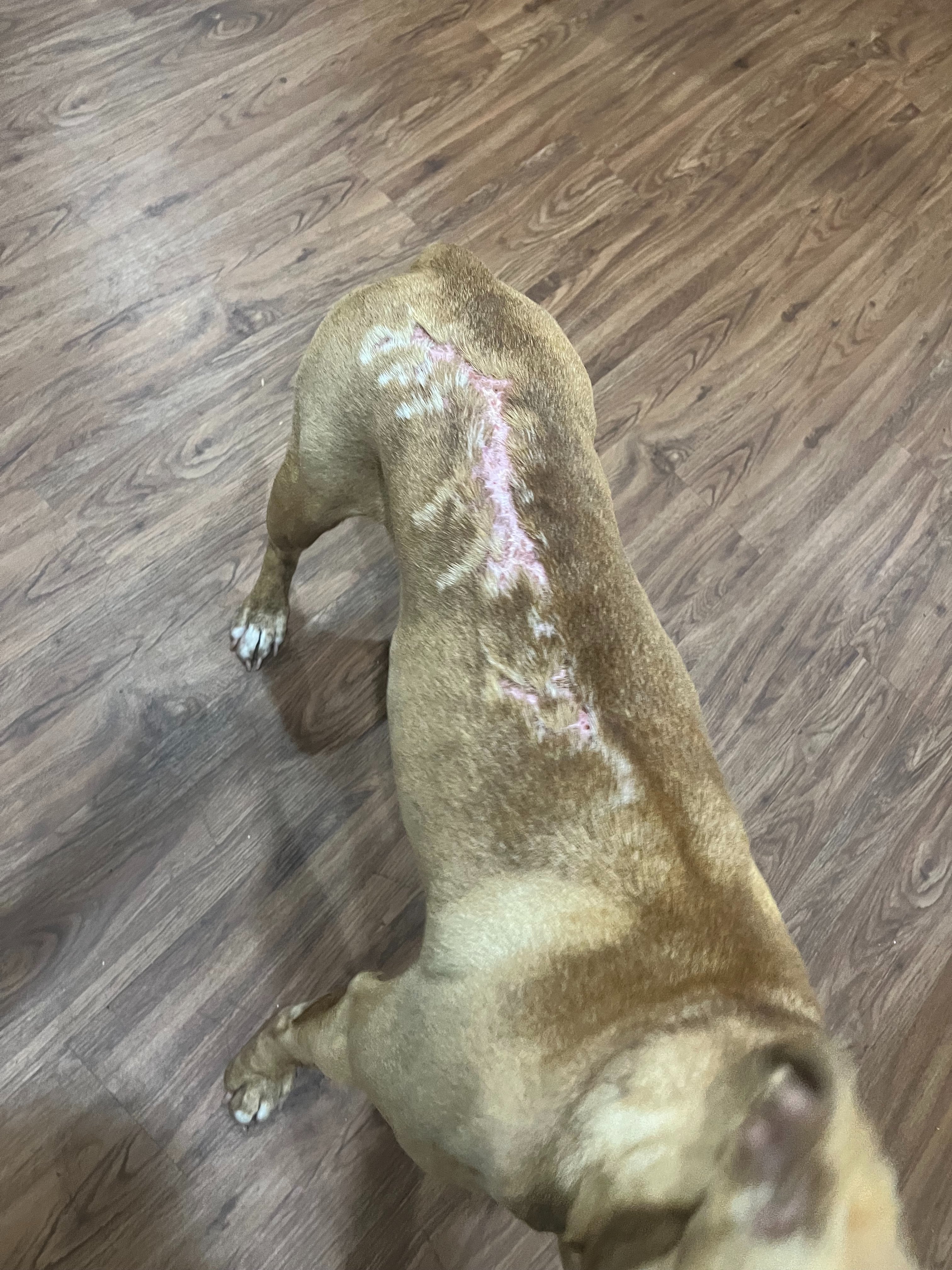 Help Whimper Heal & Recover campaign photo, 4 of 7