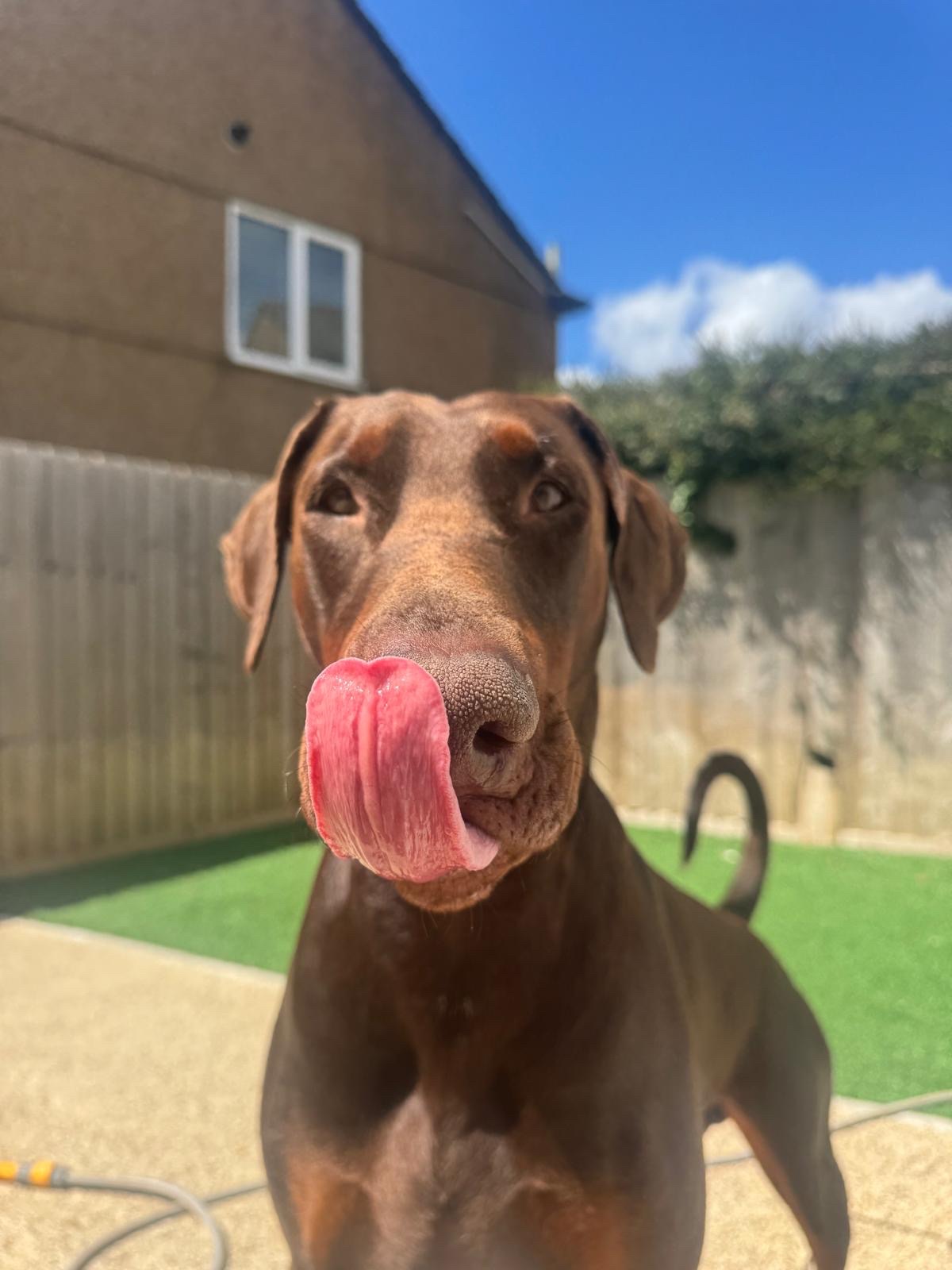 Help Save Caesar – Our Beloved Doberman ❤️ campaign photo, 4 of 5