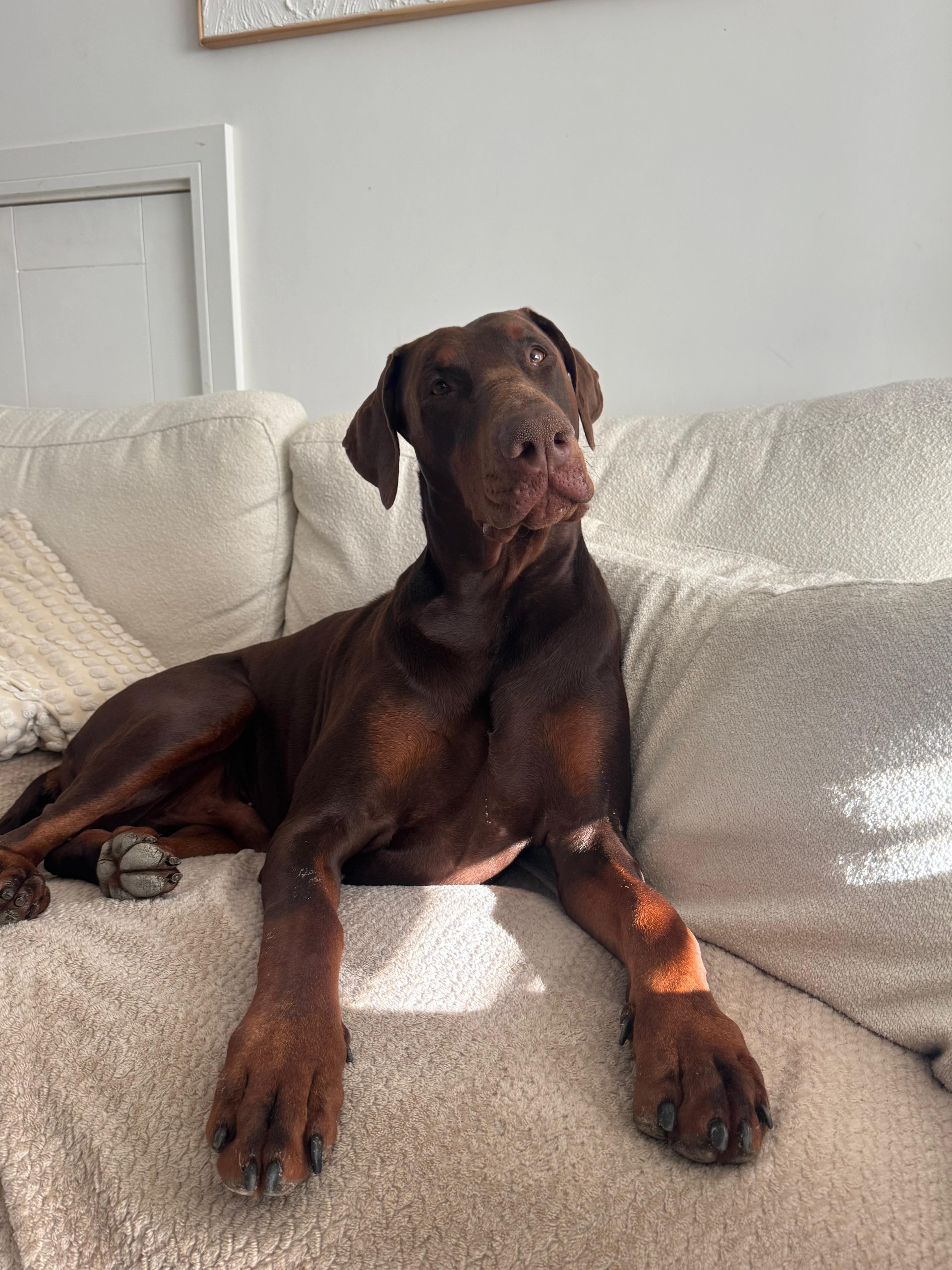 Help Save Caesar – Our Beloved Doberman ❤️ campaign photo, 2 of 5