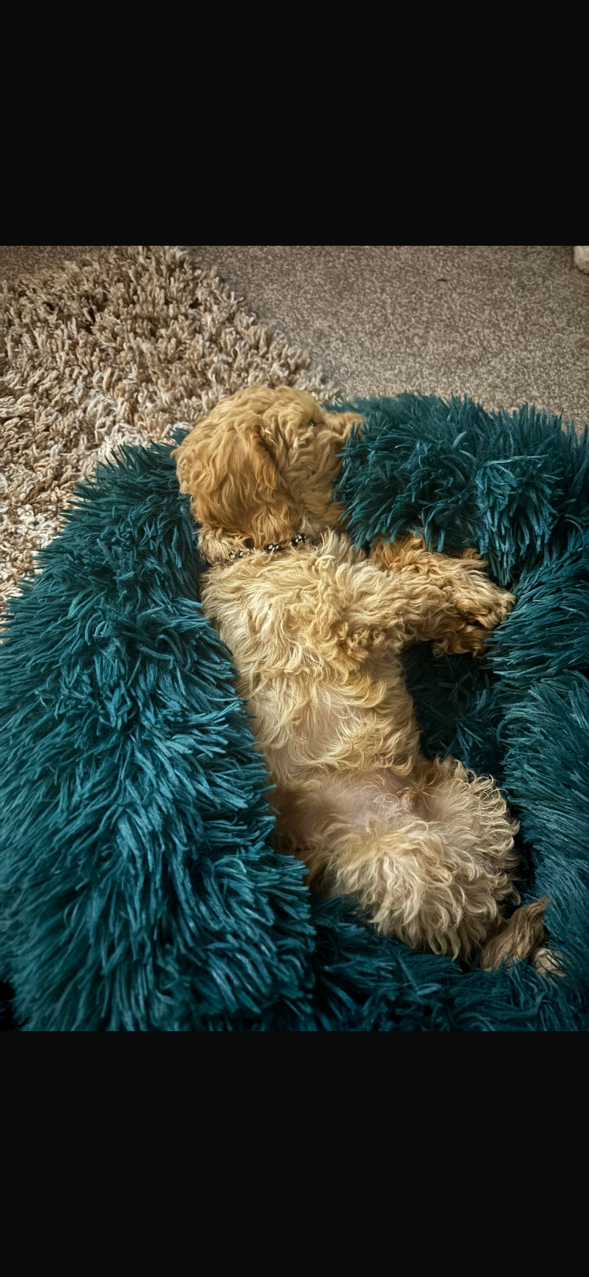 Help Towards The Emergency Surgery That Saved Teddies Life campaign photo, 7 of 8