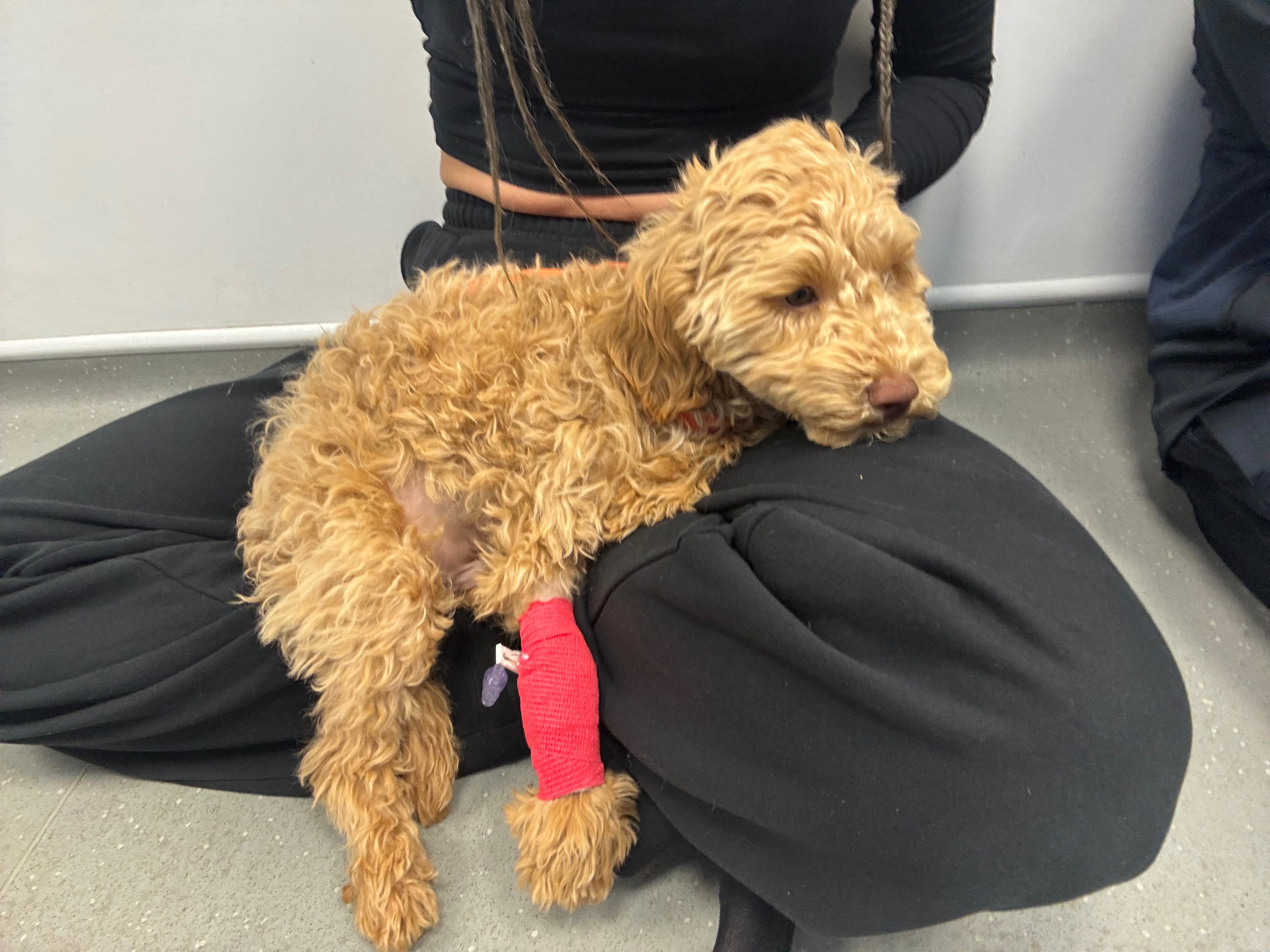 Help Towards The Emergency Surgery That Saved Teddies Life campaign photo, 2 of 8