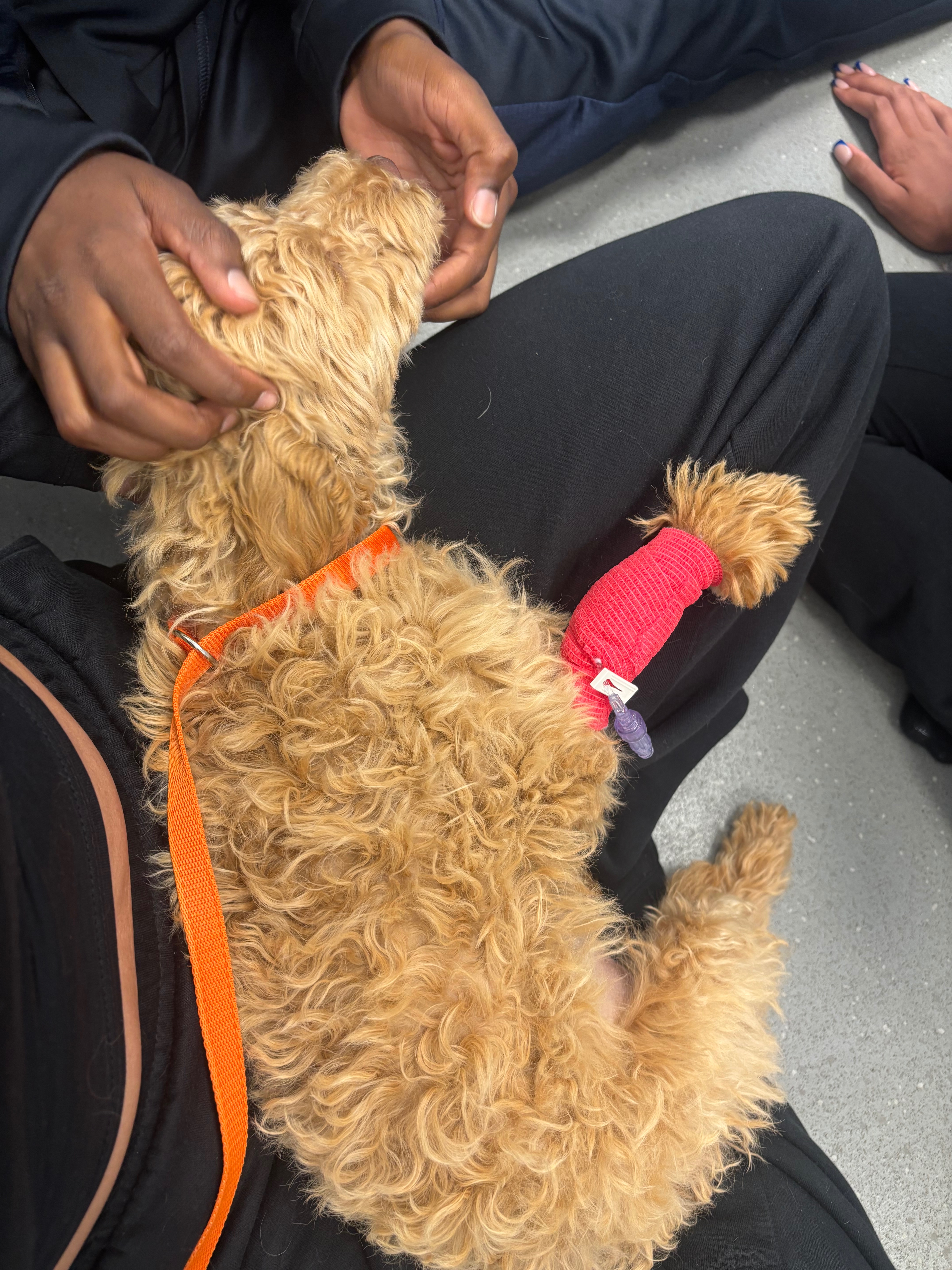 Help Towards The Emergency Surgery That Saved Teddies Life campaign photo, 5 of 8